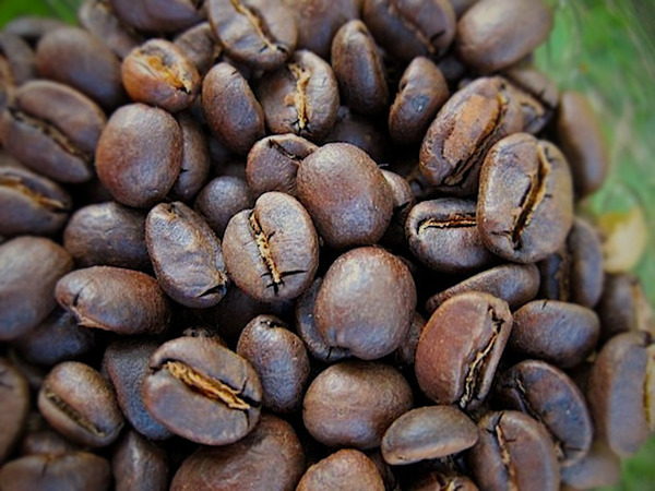 Can you make your own coffee beans?