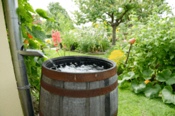 Rain Barrel System: How to Install and Maintain One