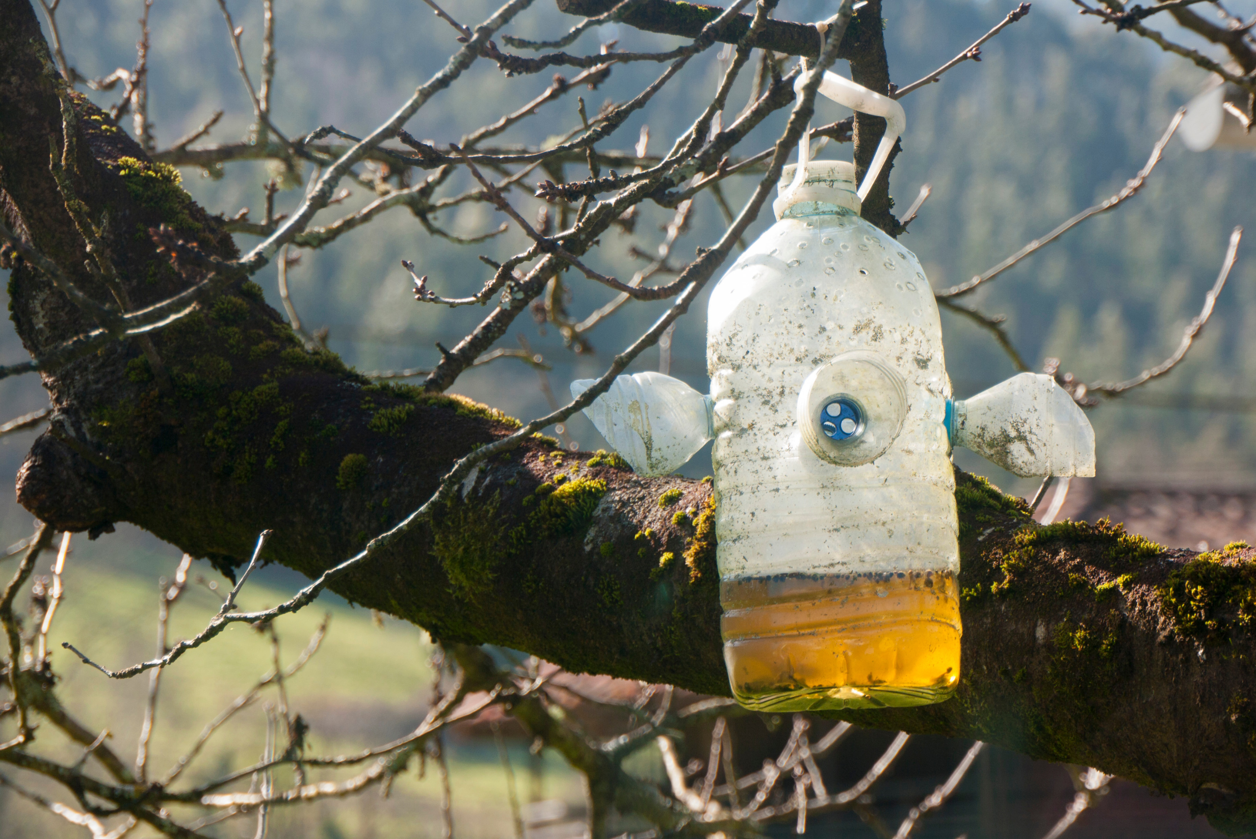 Bottle with sugary liquid hung in tree as DIY mosquito trap.