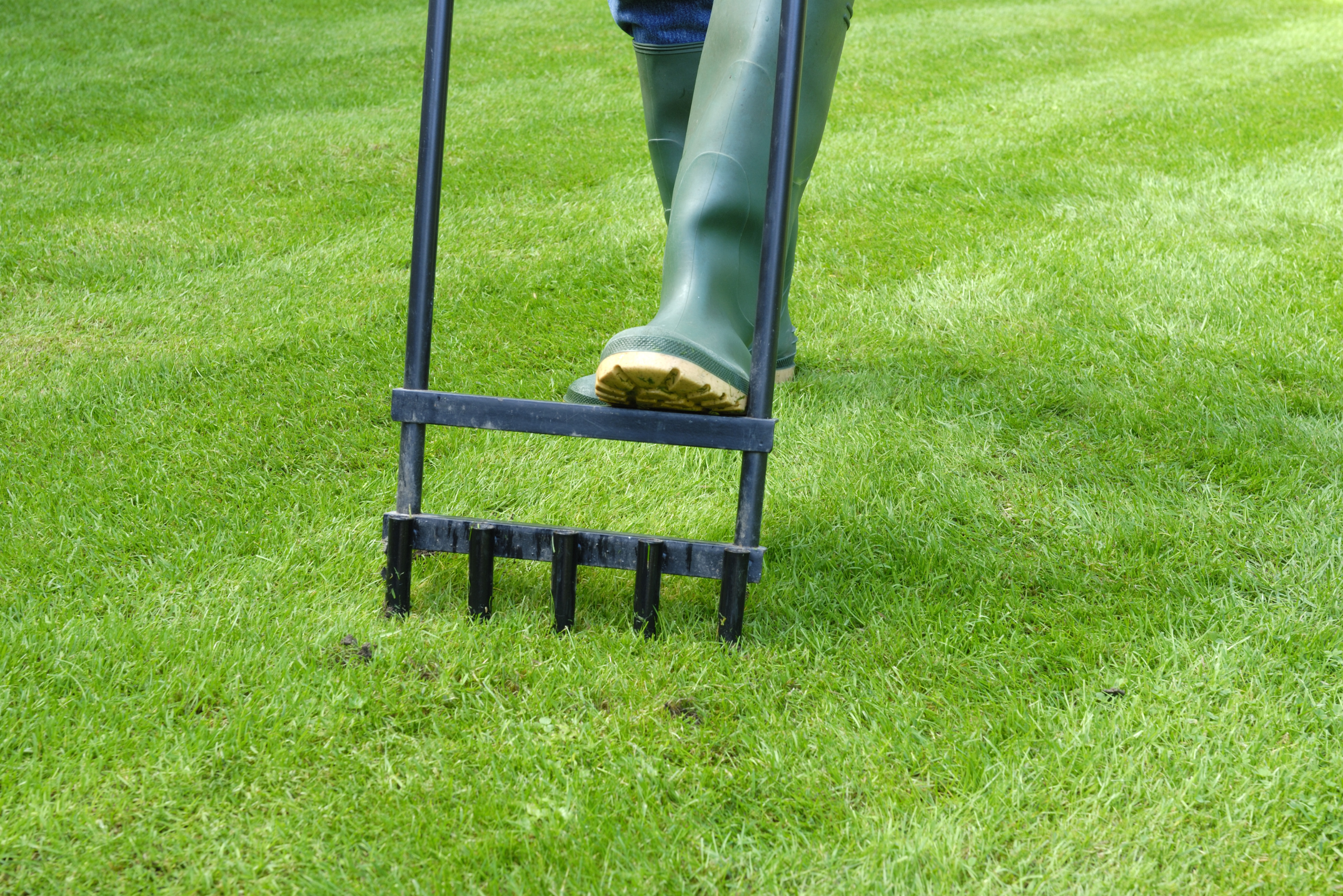 A person's leg pressing down lawn spike for aeration.