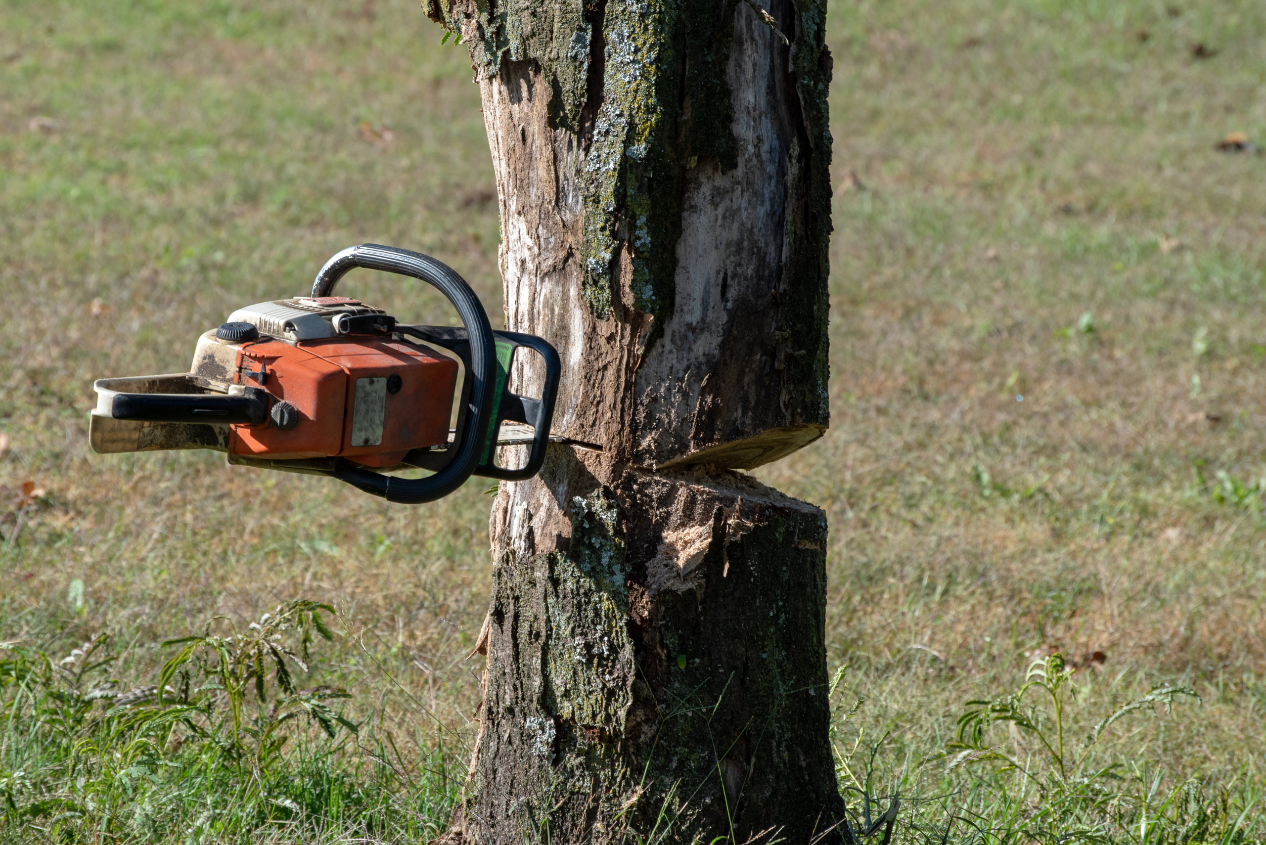 A chainsaw stuck in a tree as it was being felled.
