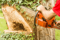 A Step-by-Step Guide on How to Fell a Tree with a Chainsaw