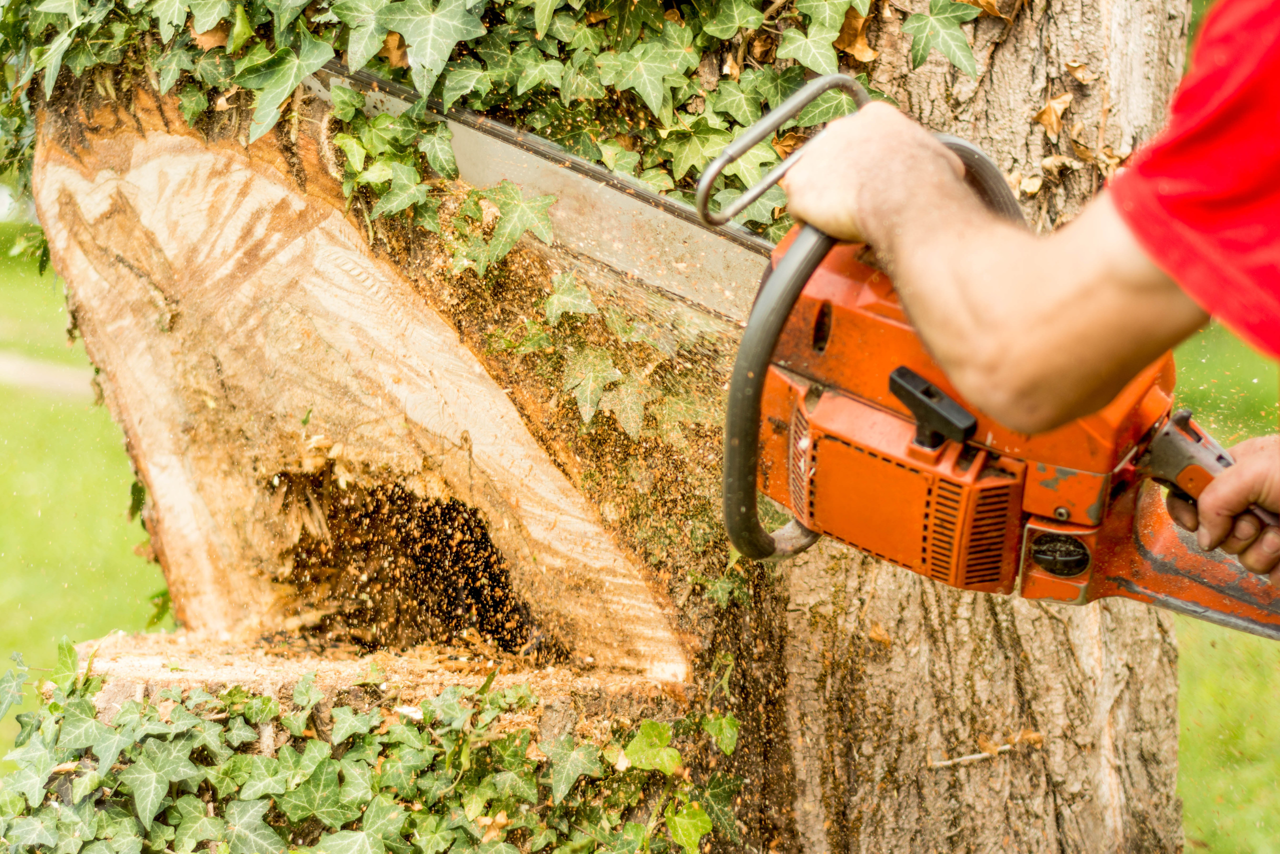 A closeup of someone felling a tree using a chainsaw.