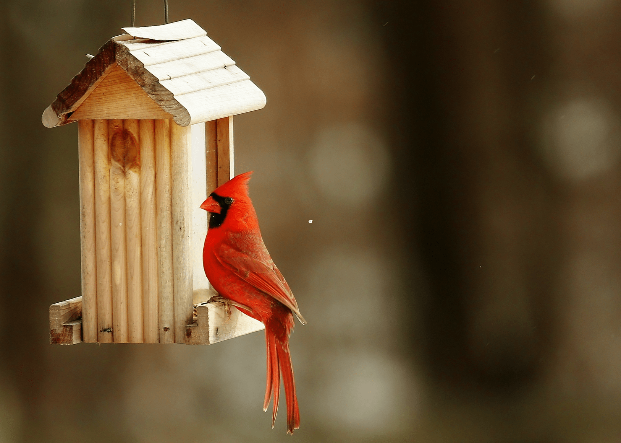all wood stick birdhouse with red cardinal