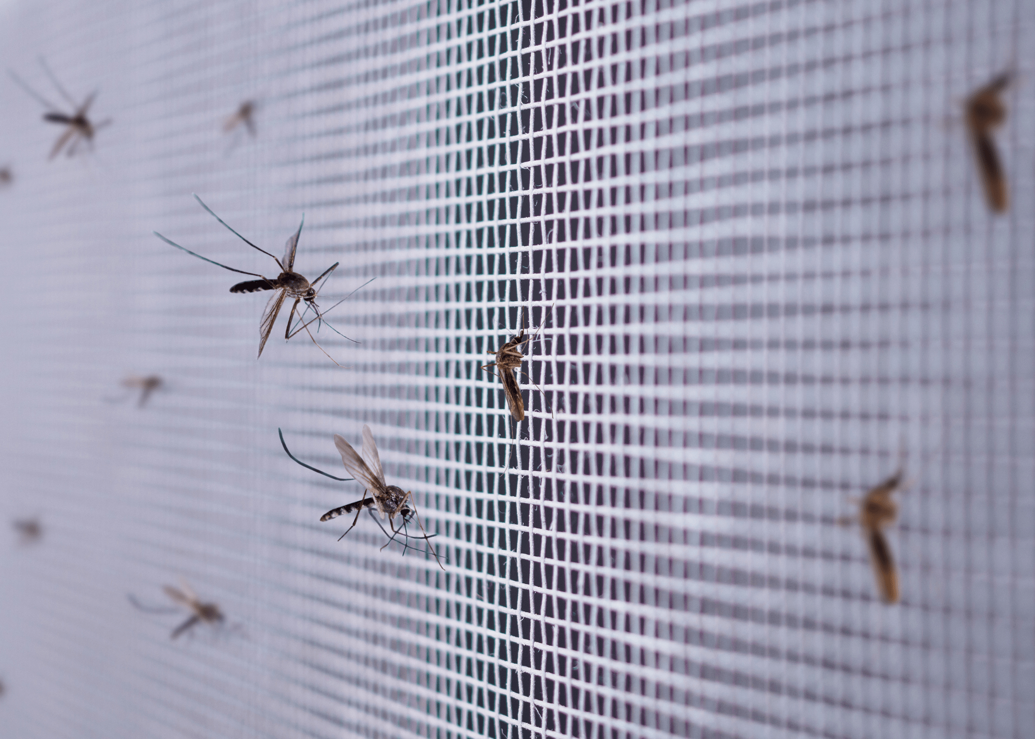 mosquito trap on screen.