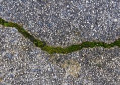 How to Remove Moss Growth from Your Driveway