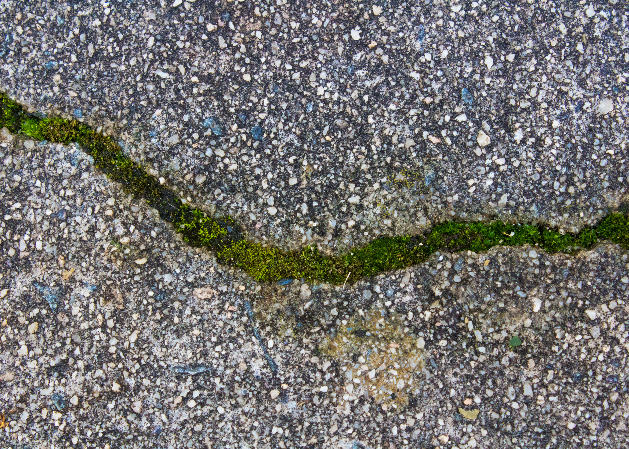 moss in crack of driveway