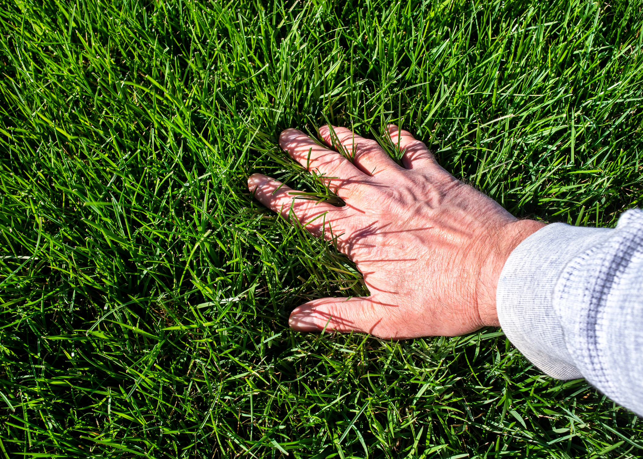 A person's hand in green grass.
