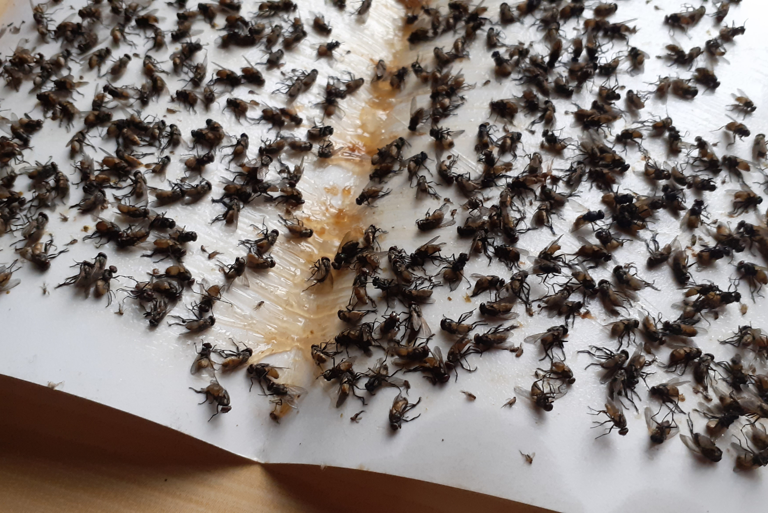4 Effective DIY Fly Traps to Eliminate Indoor Infestation