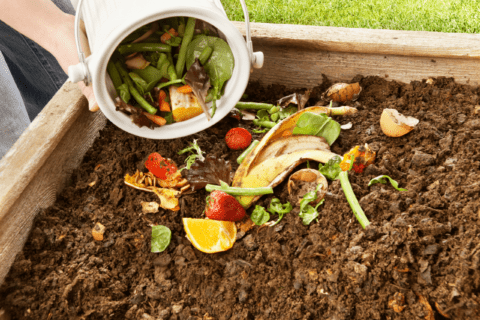Composting fruit waste into soil.