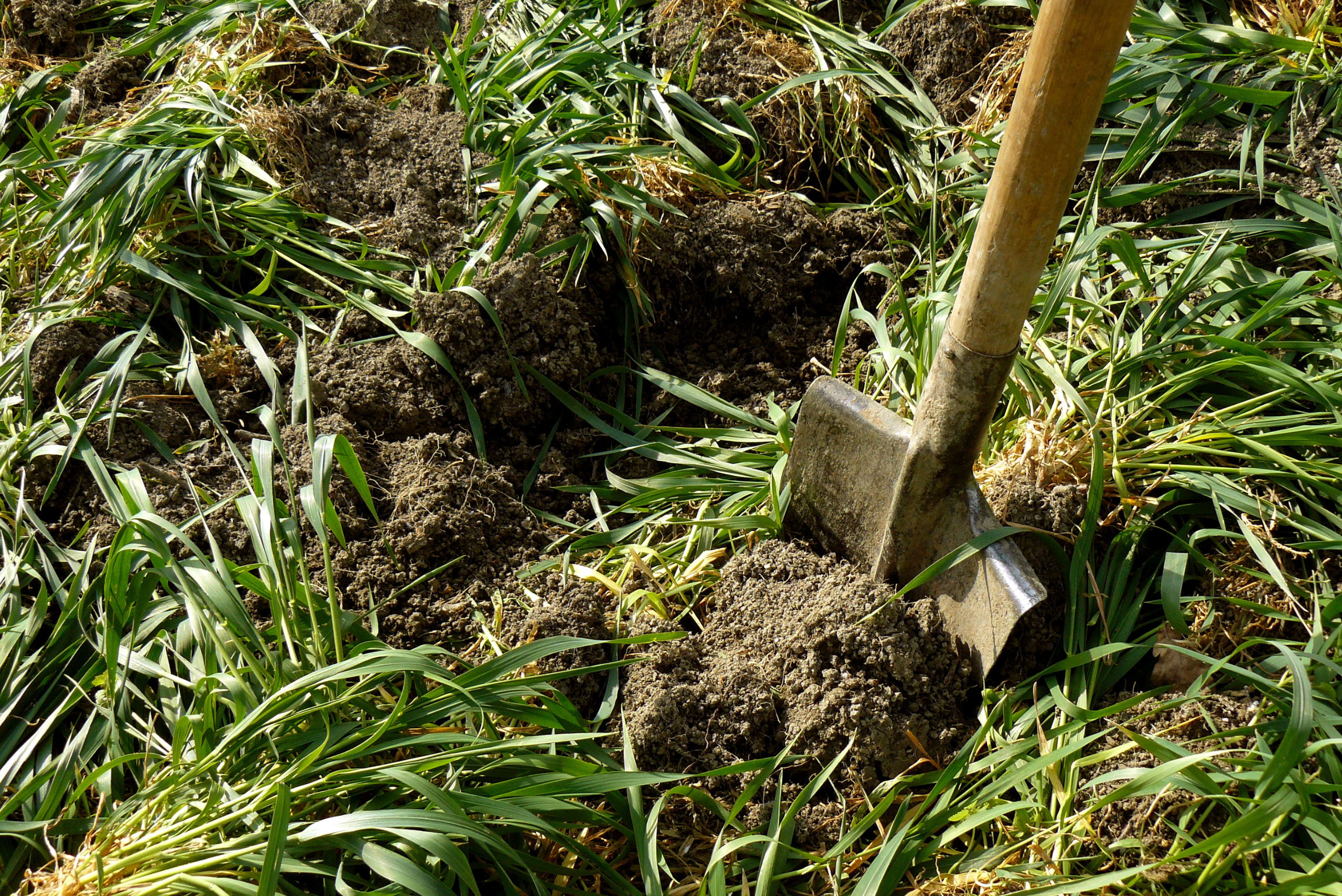 Green manure being spread on soil.