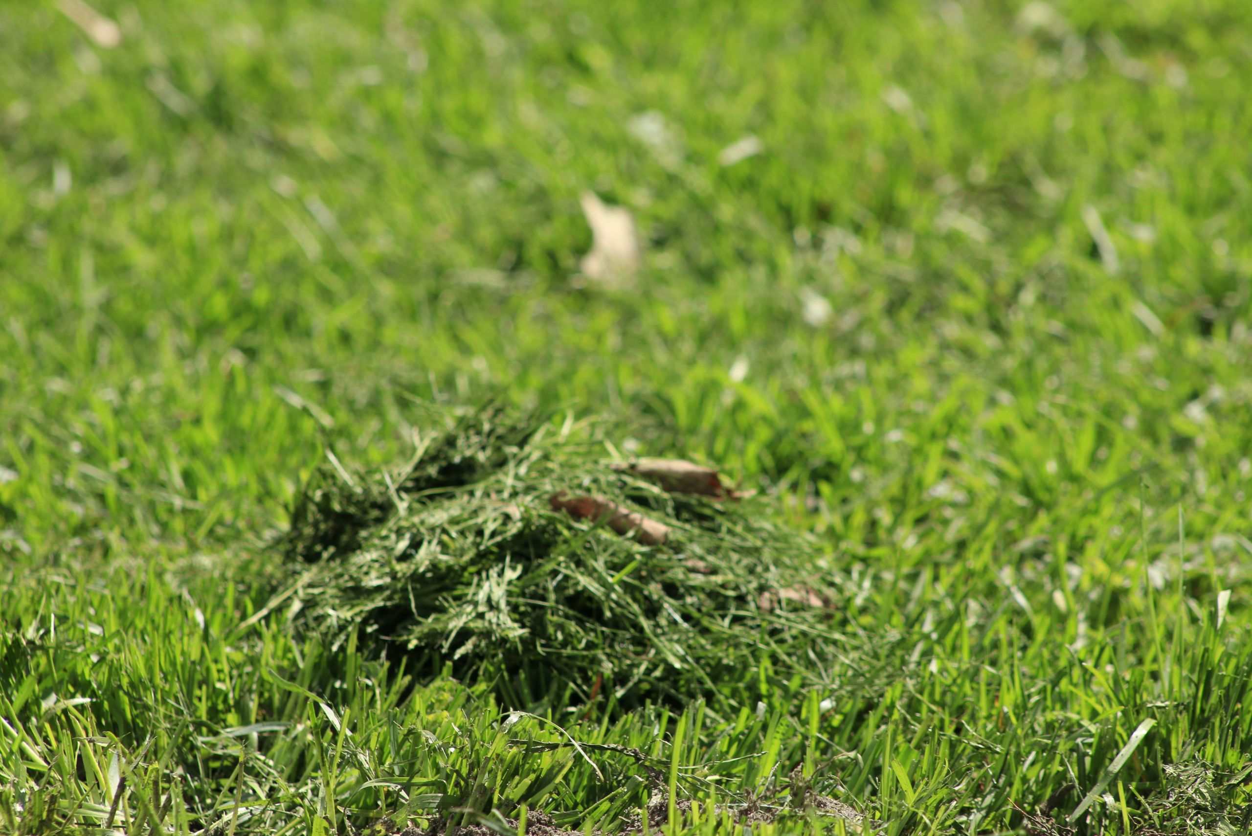 Grass clippings left atop grass to compost. 