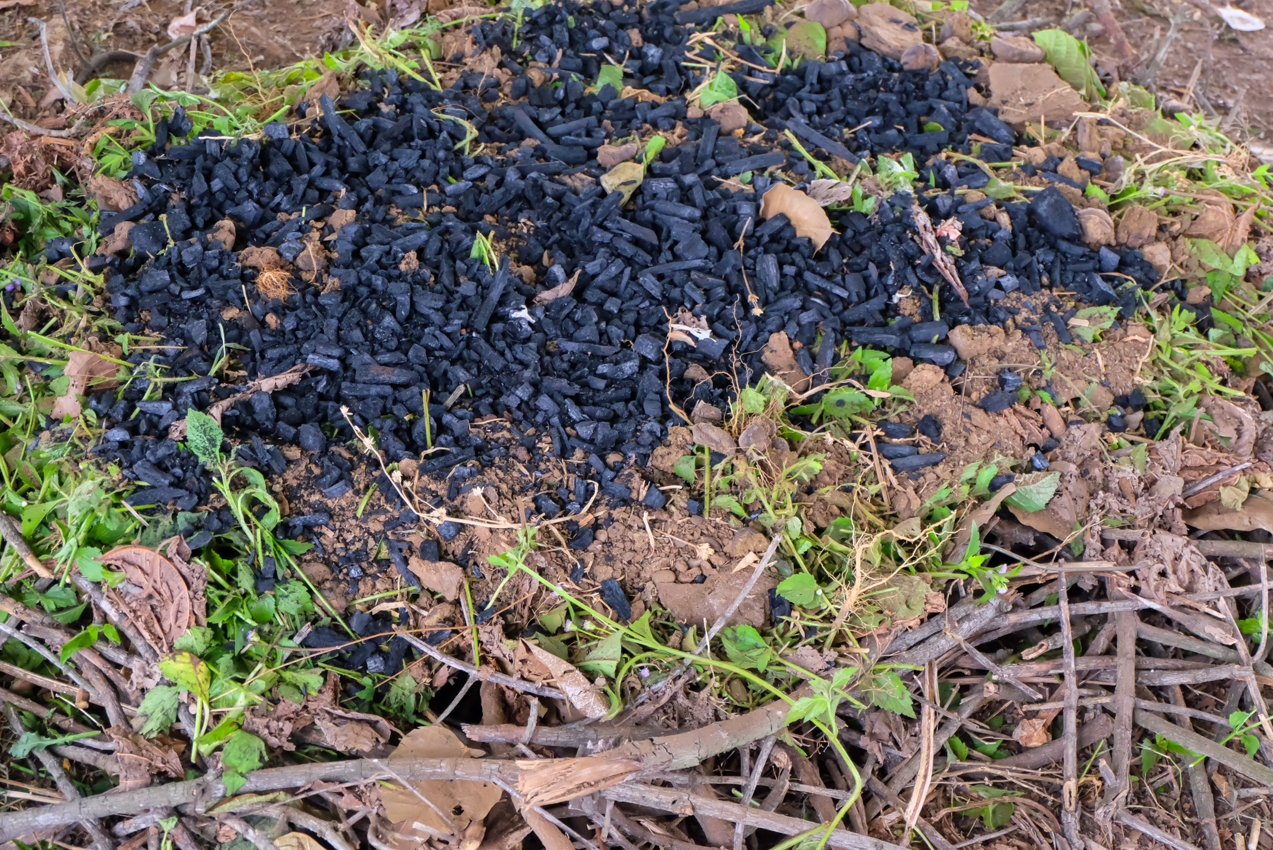 Biochar covering top of soil.