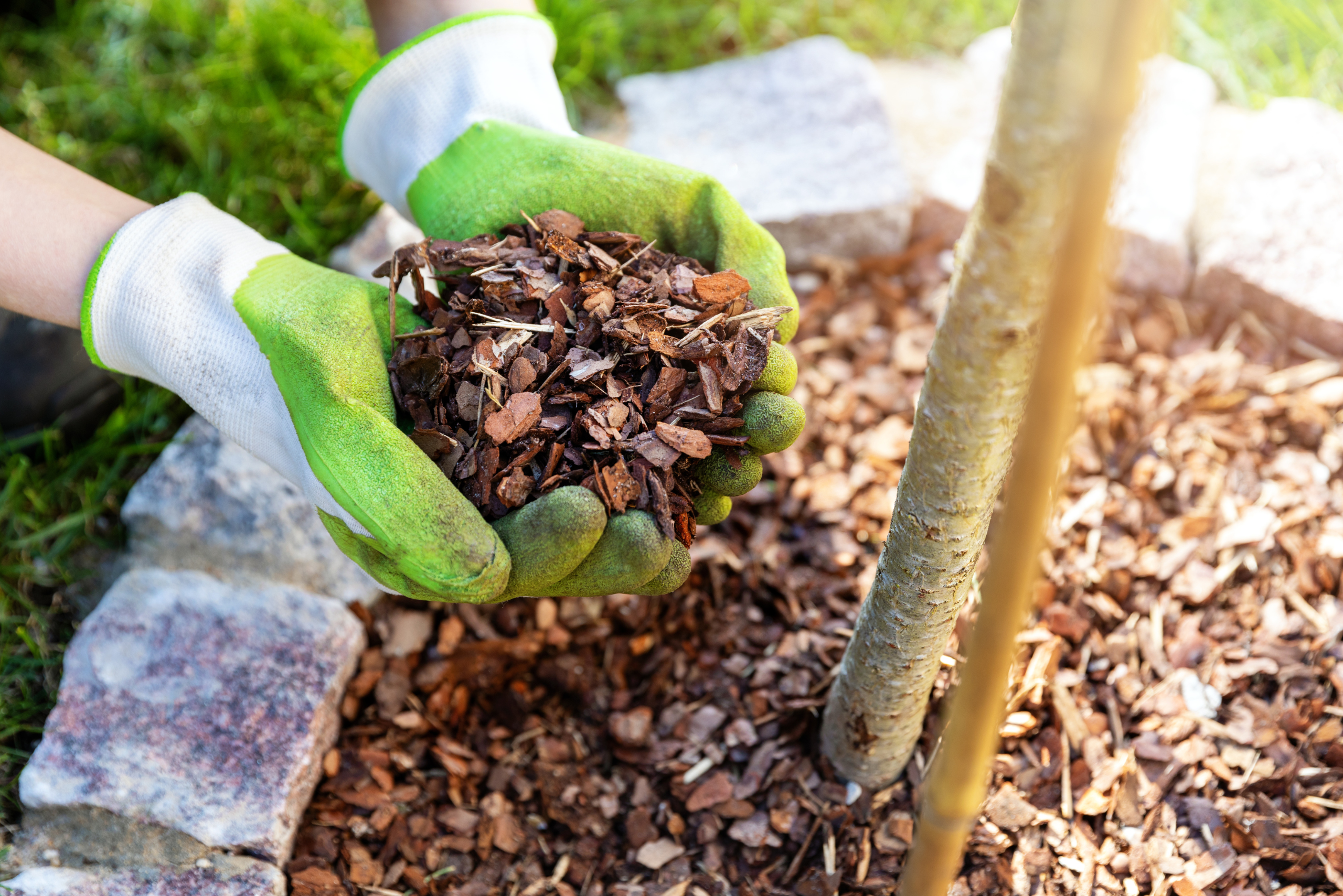 A person holding organic mulch on top of soil.