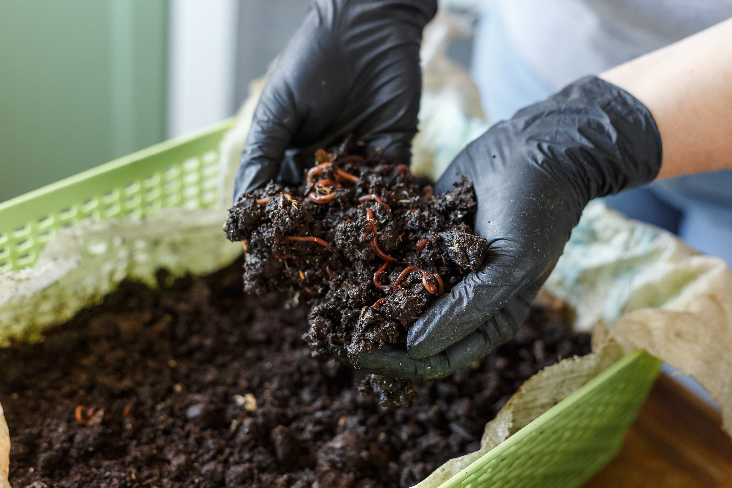 Worms in soil being held up by someone's hands.