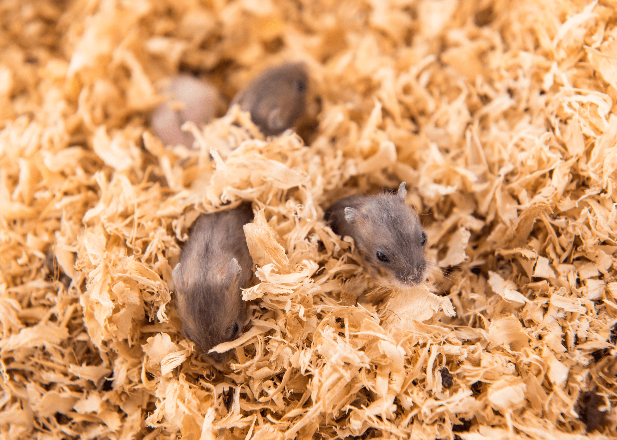 small animals in sawdust
