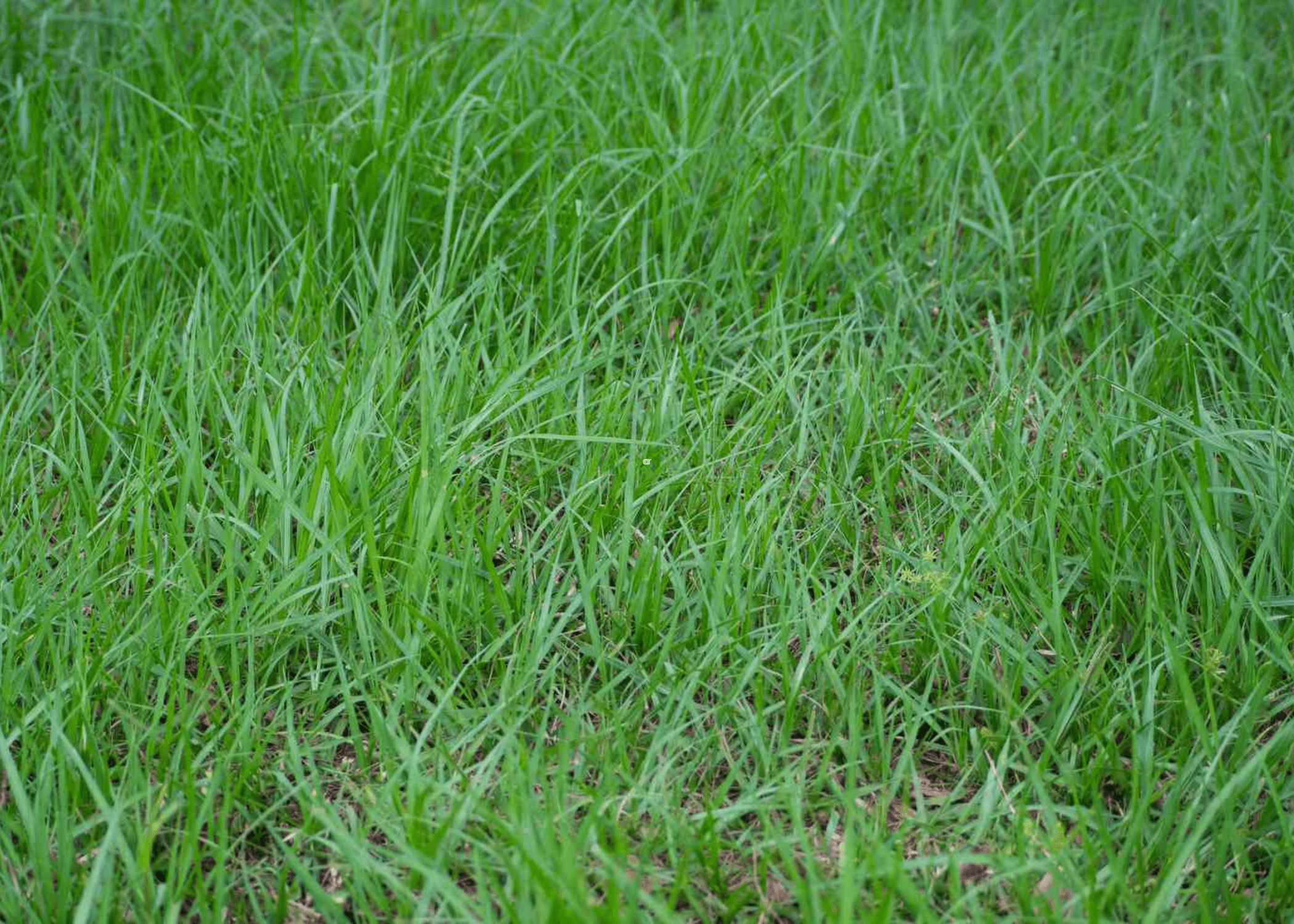 close up of bahia grass