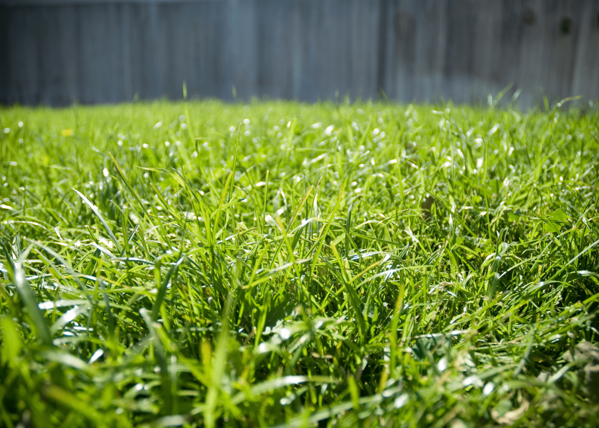 close up of bermuda grass