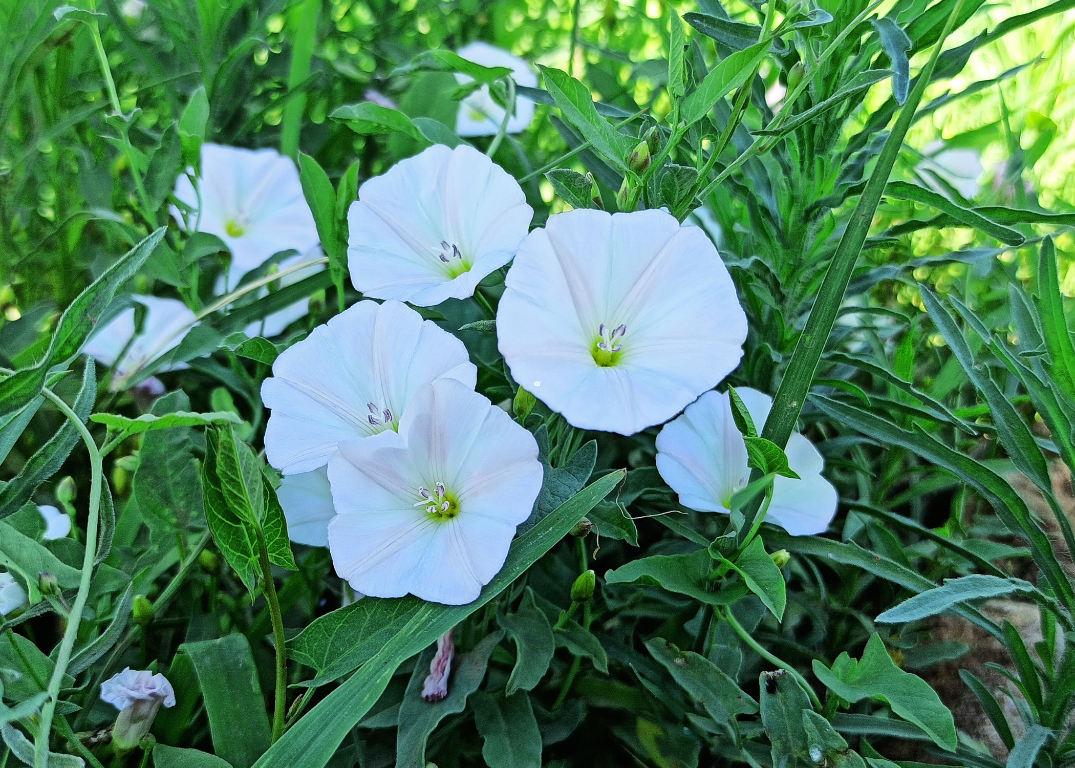 close up of Bindweed (Convolvulus arvensis)