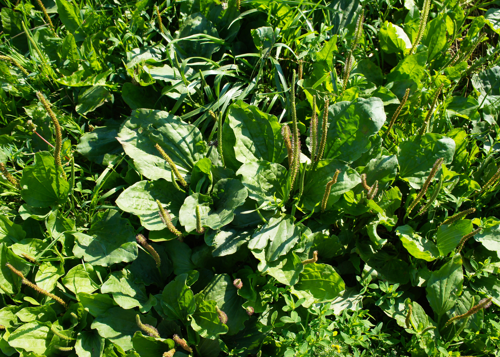 close up of Broadleaf Plantain (Plantago major)