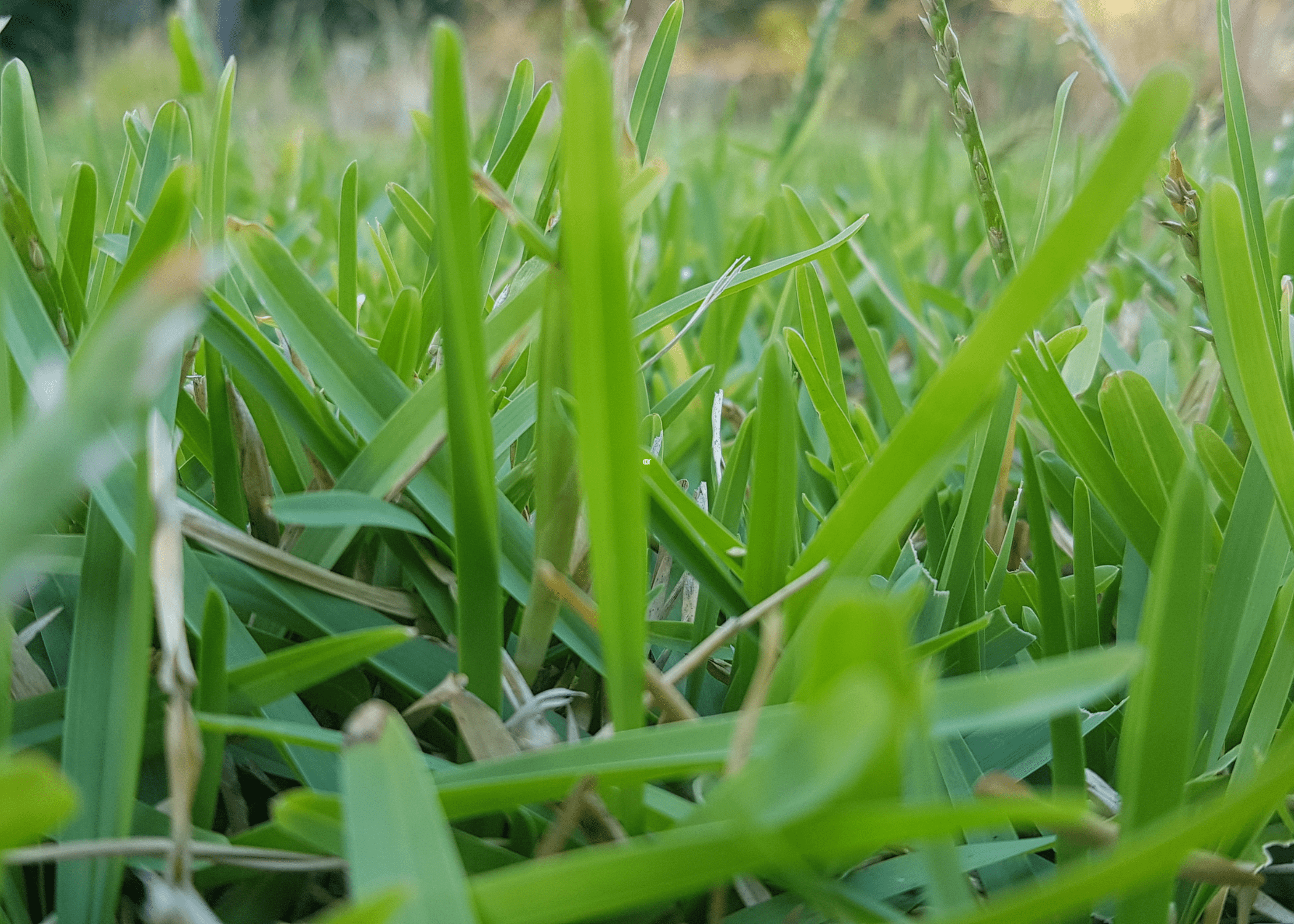 close up of buffalo grass