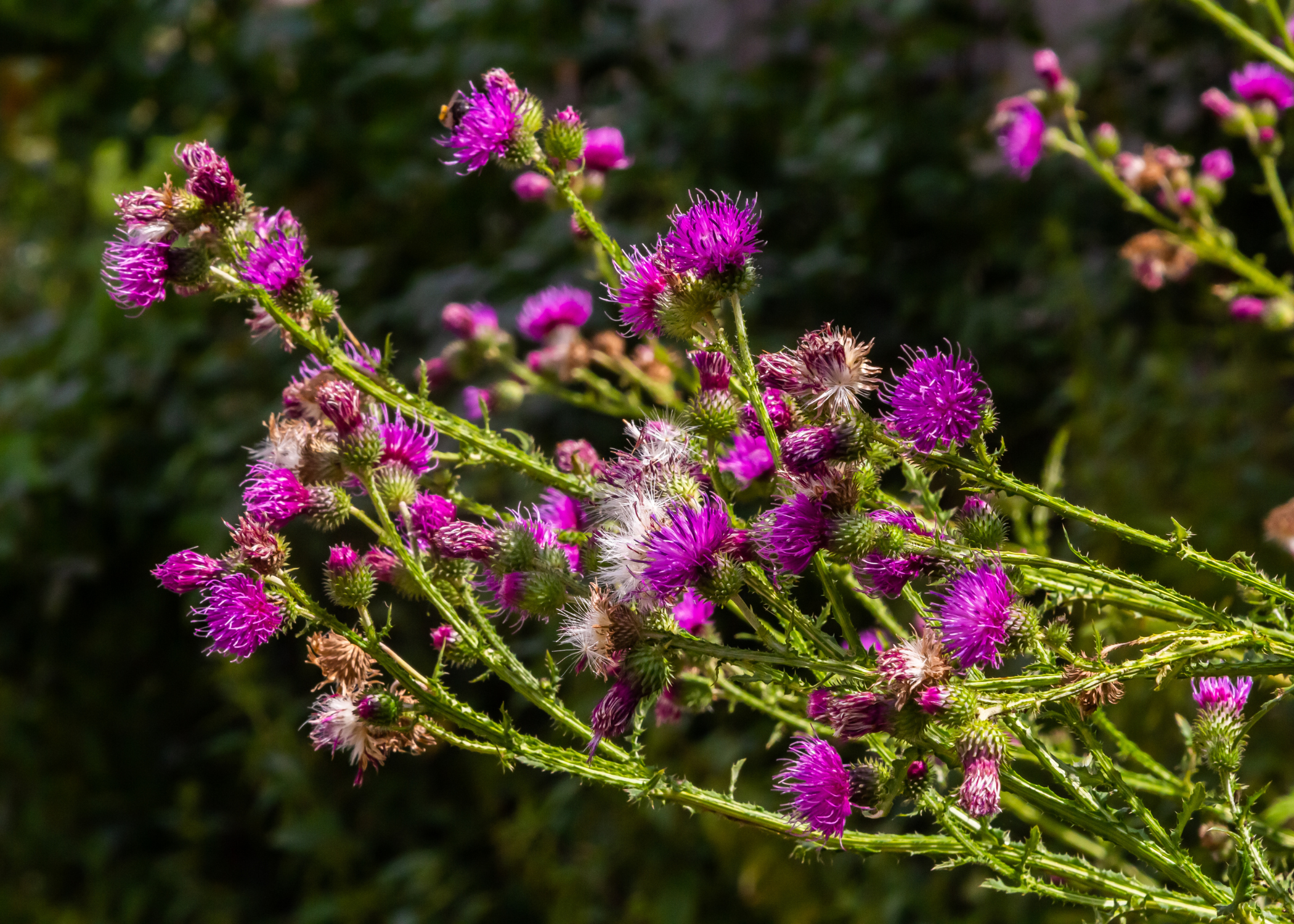 close up of Canada Thistle (Cirsium arvense)