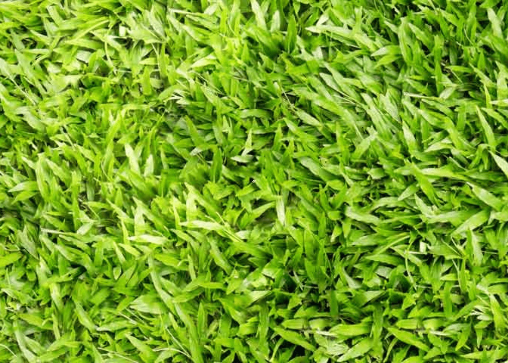 close up of centipede grass