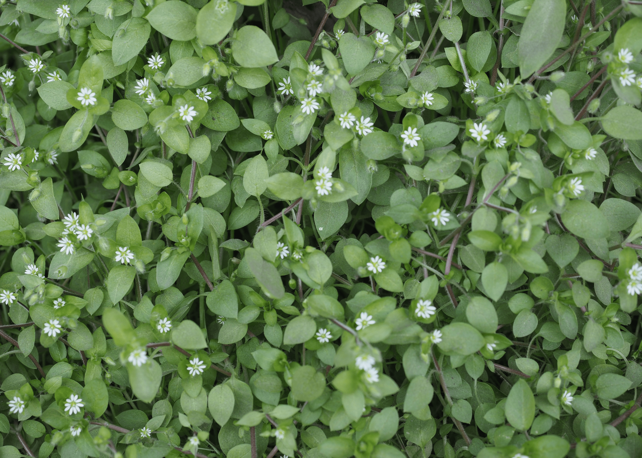 close up of Chickweed (Stellaria media)