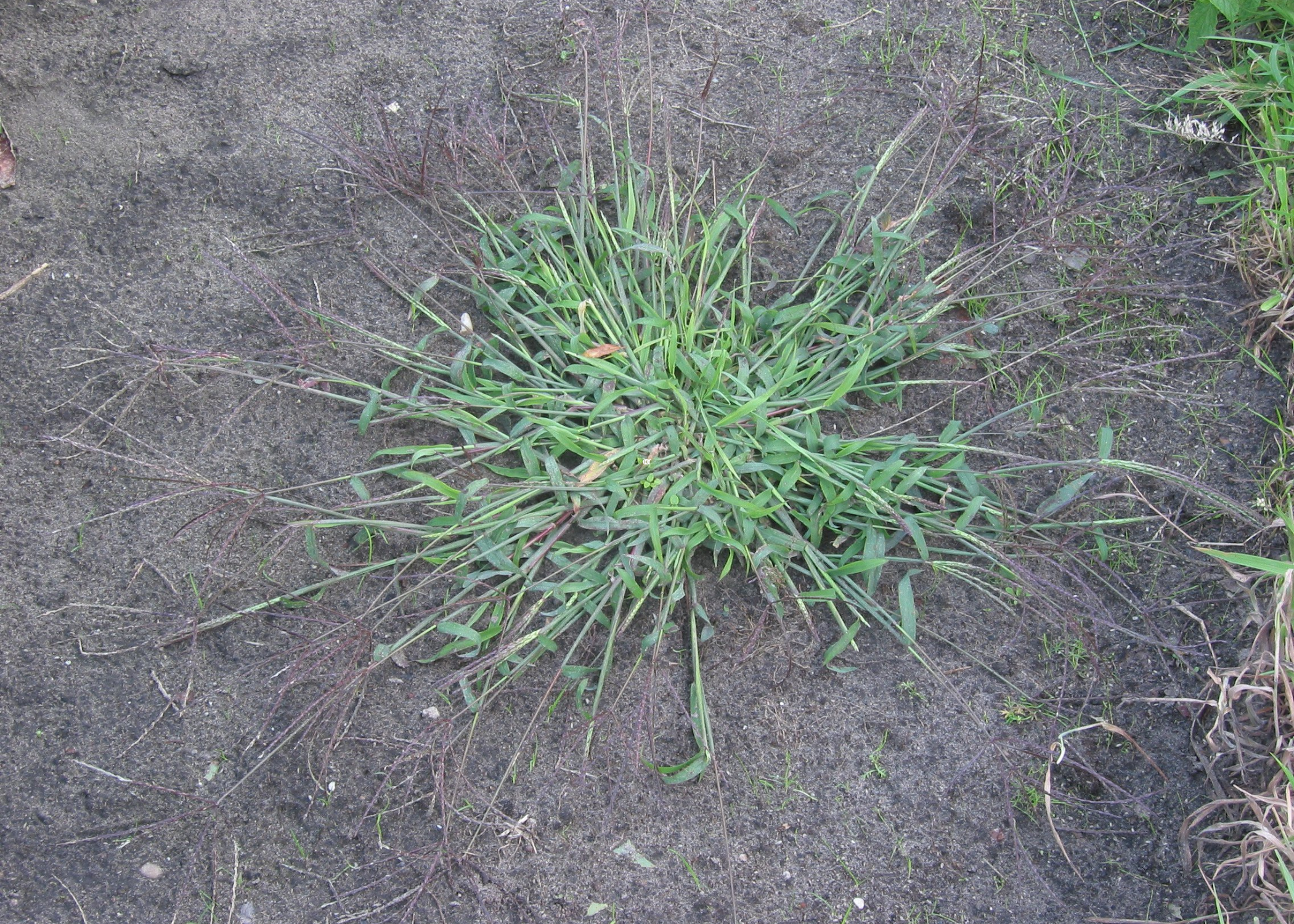 close up of Crabgrass (Digitaria spp.)