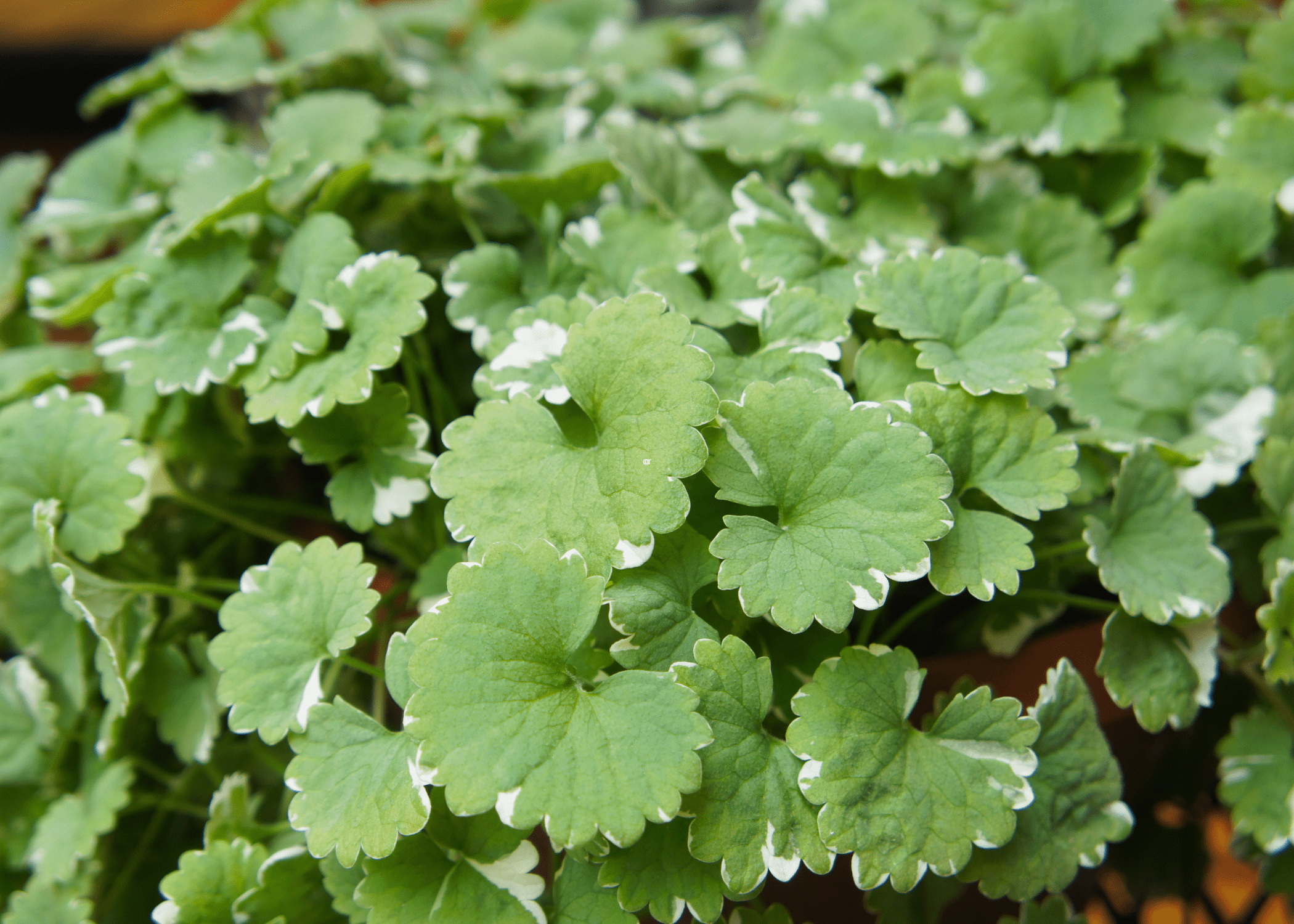 close up of Creeping Charlie (Glechoma hederacea)