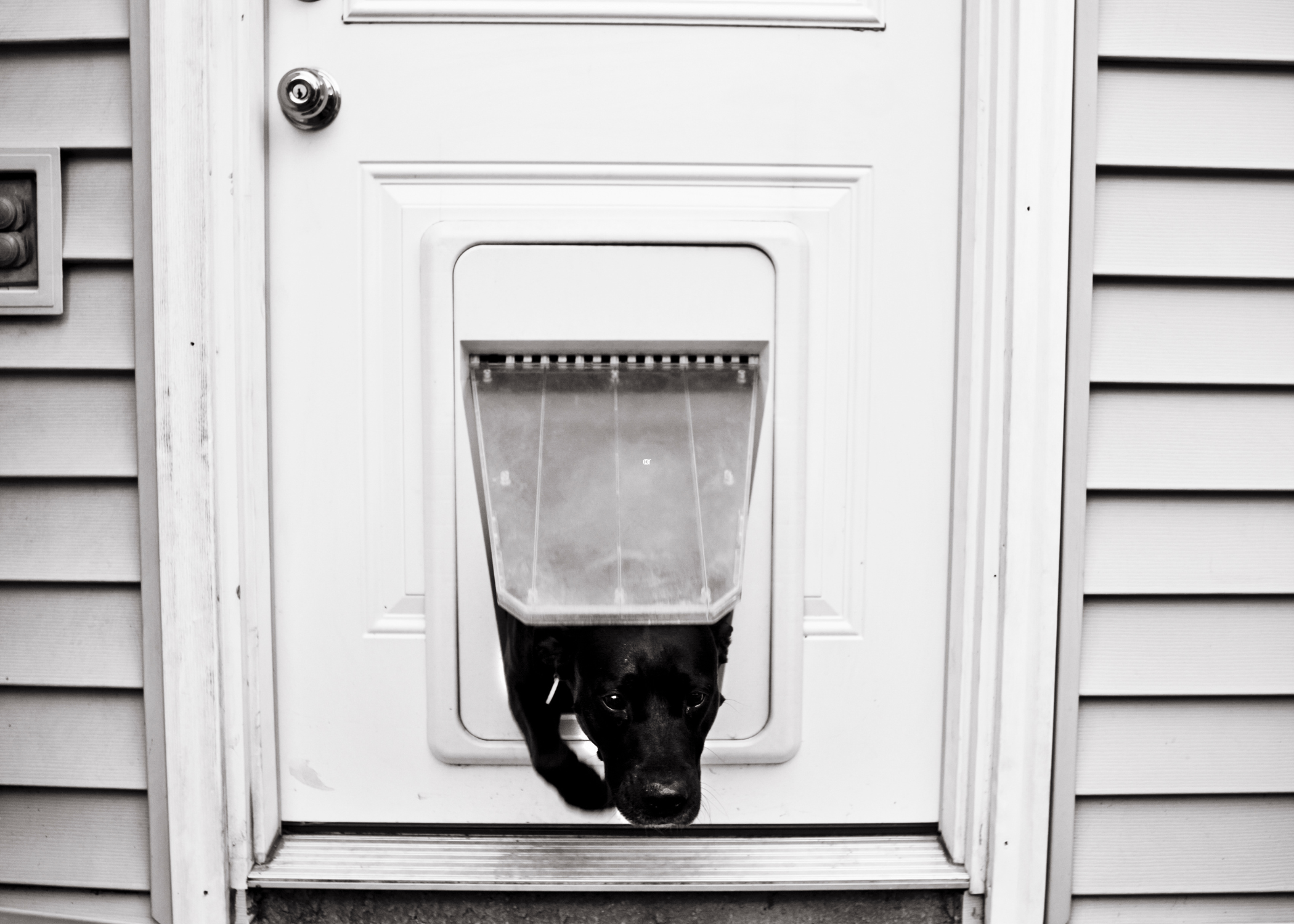 black dog peeking through a dog door