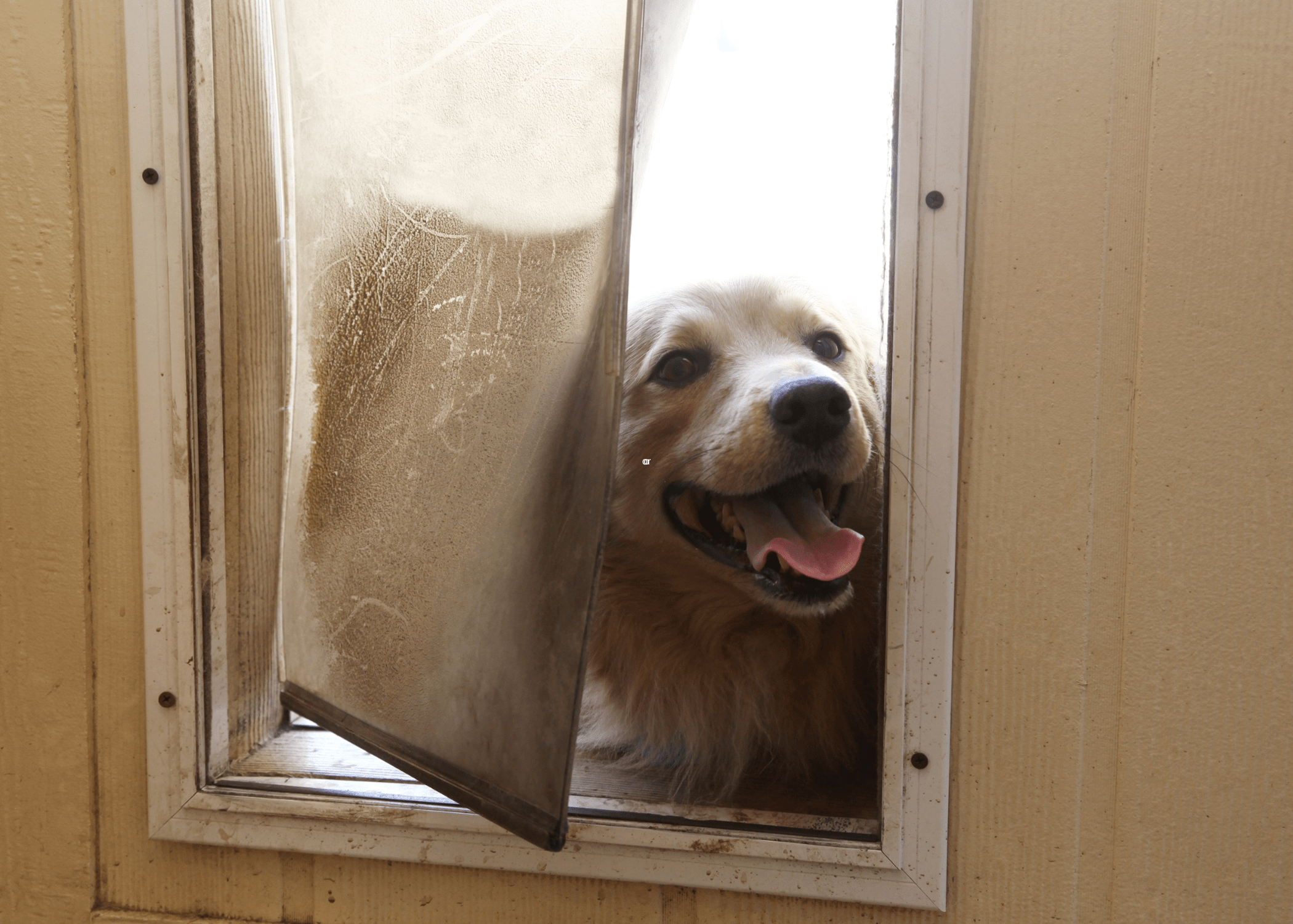 dog peeking through a dog door