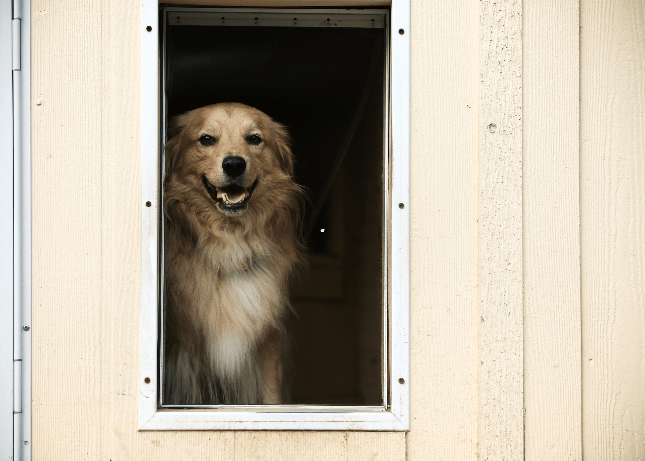 dog standing inside a dog door