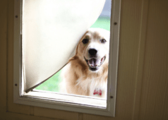 How to Install a DIY Dog Door for Your Home
