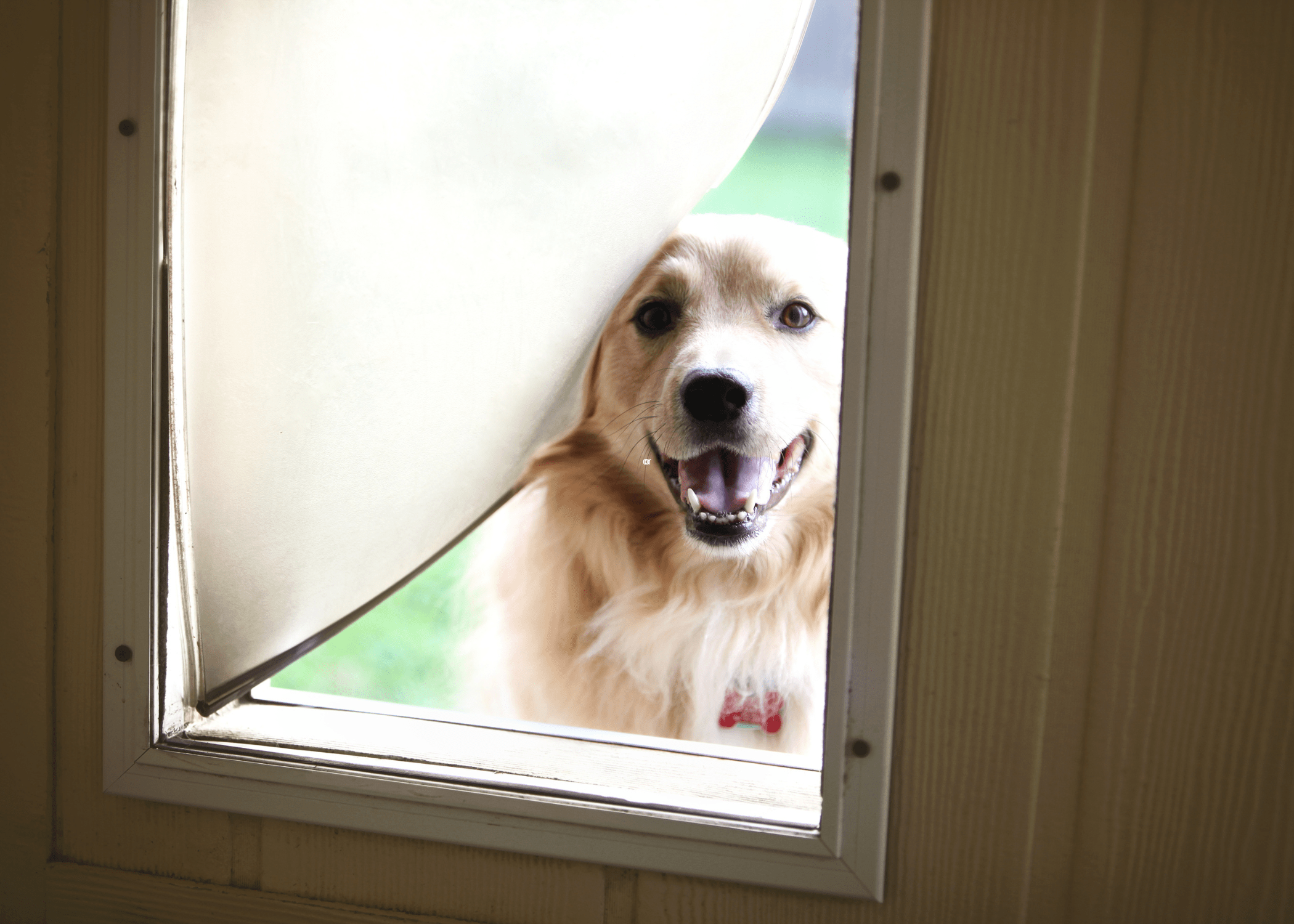 dog peaking through a dog door