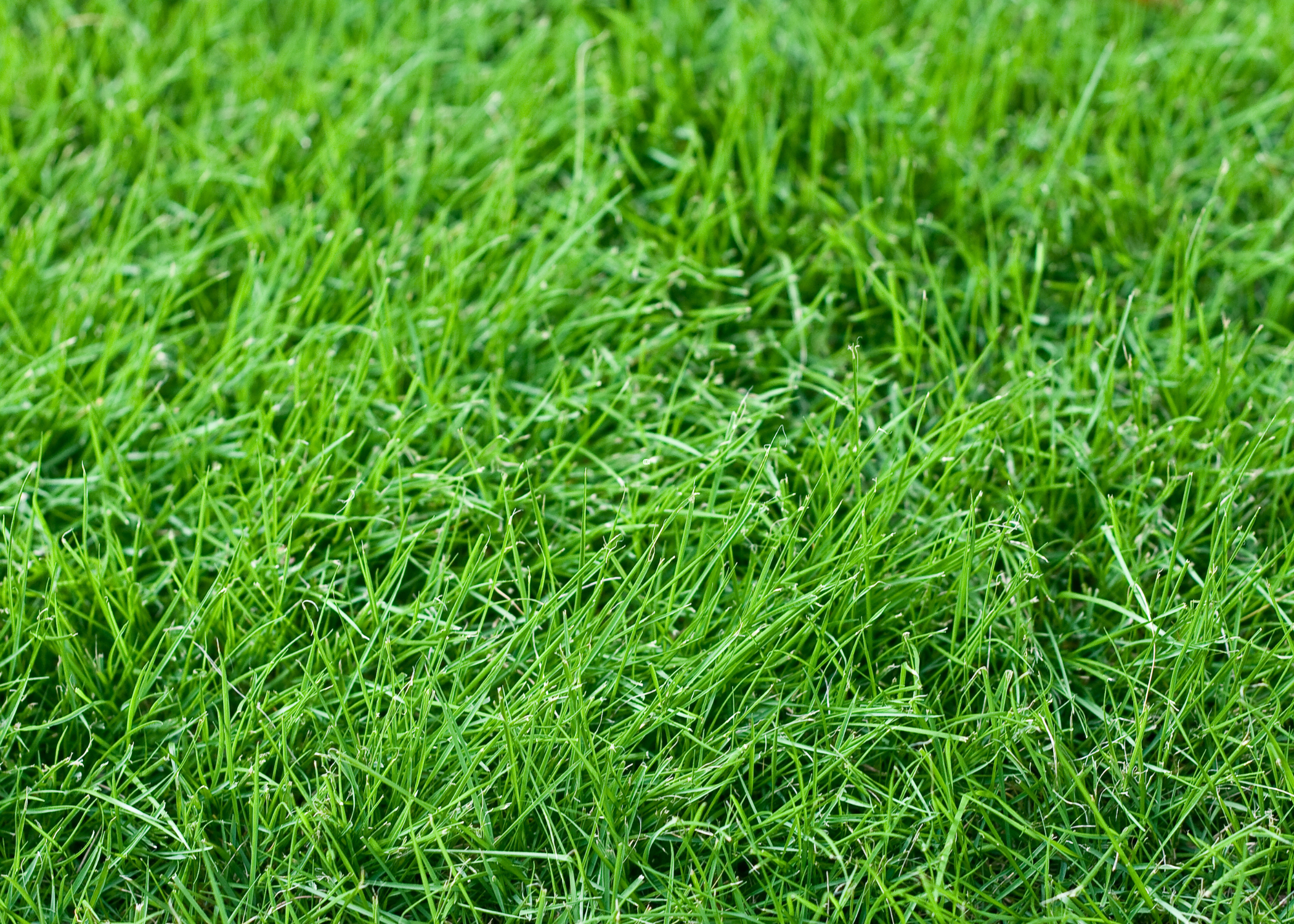 close up of fescue grass