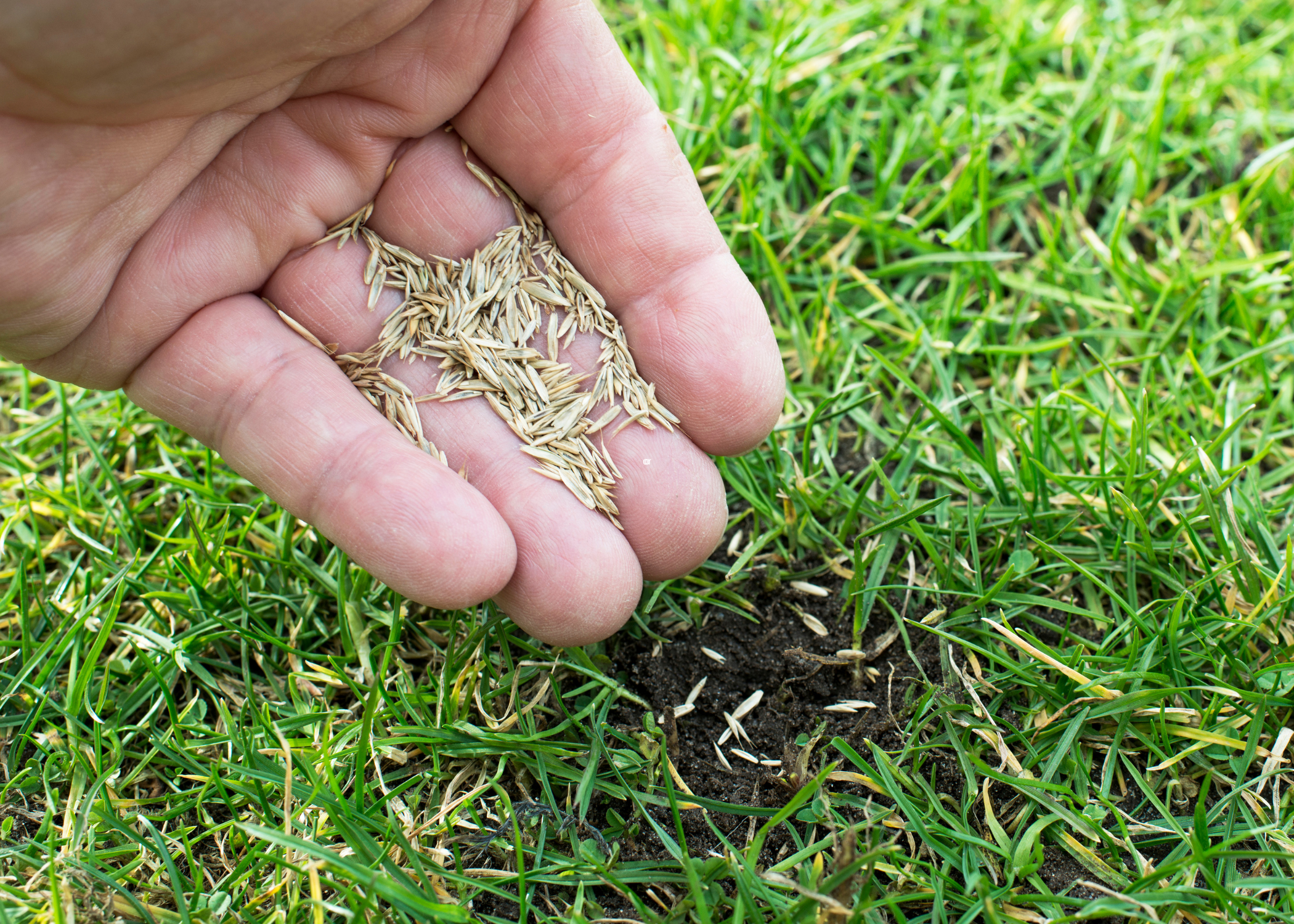 How to Reseed Your Lawn Like a Pro in Just a Few Easy Steps