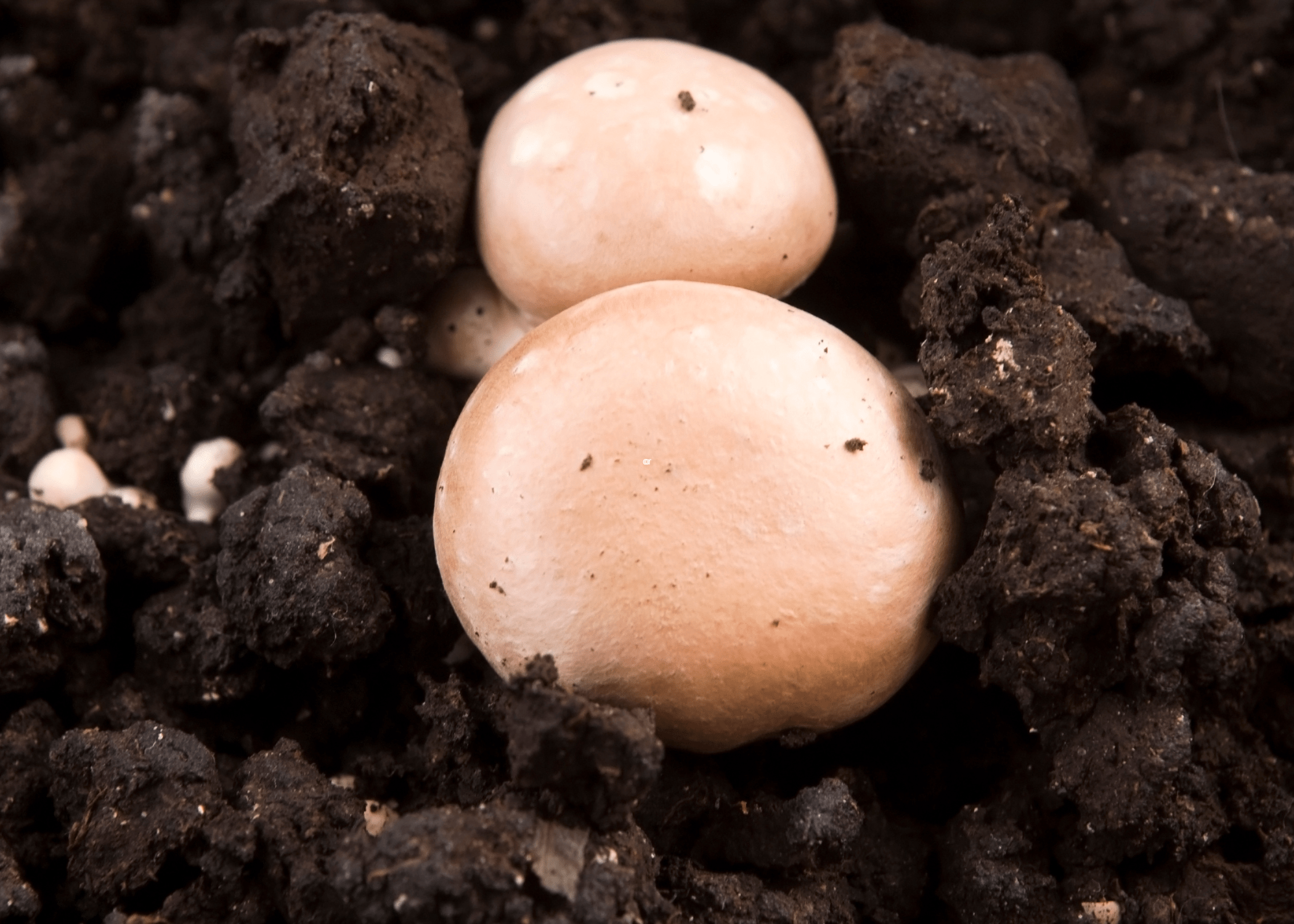 growing mushrooms close up