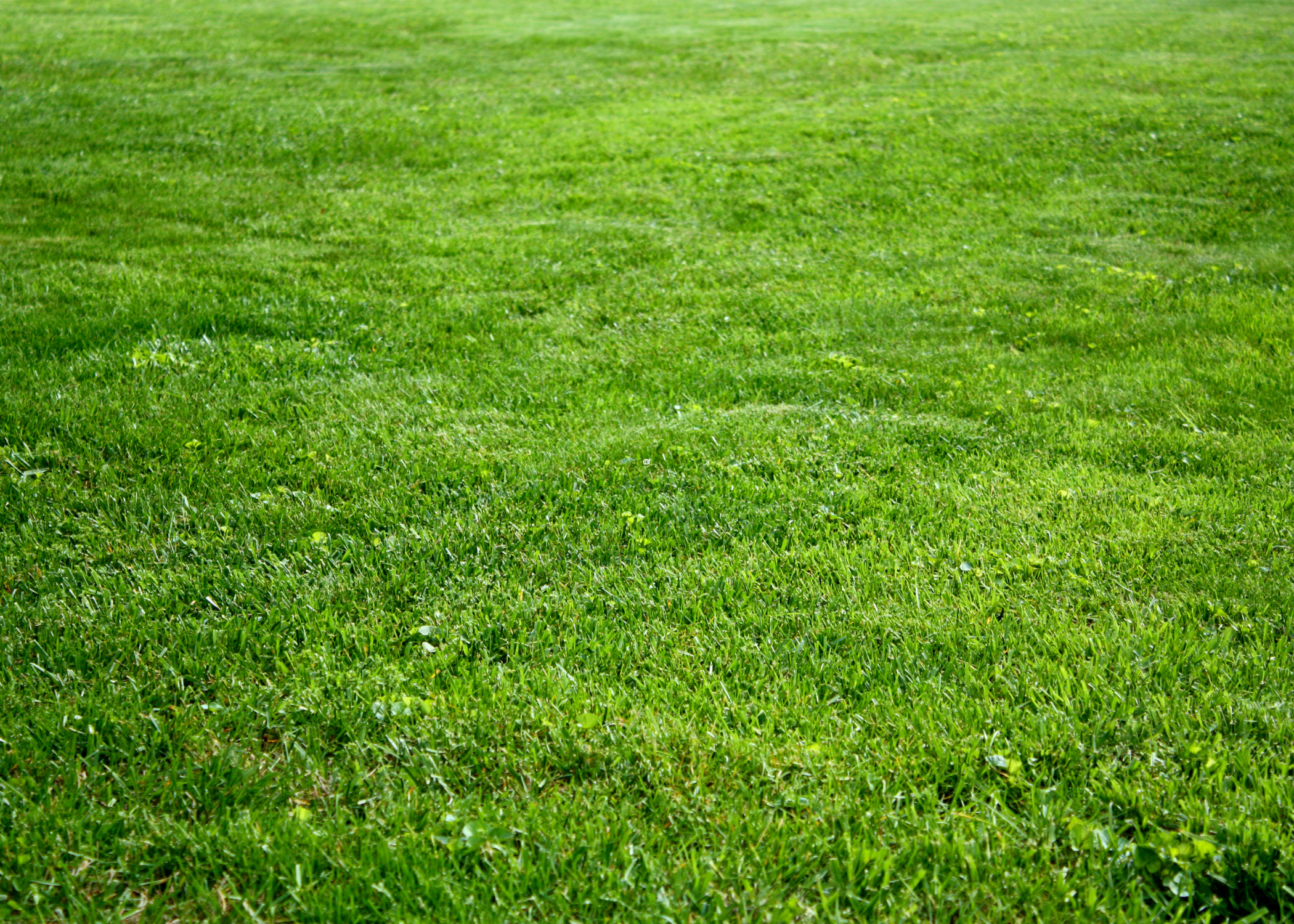 close up of kentucky bluegrass