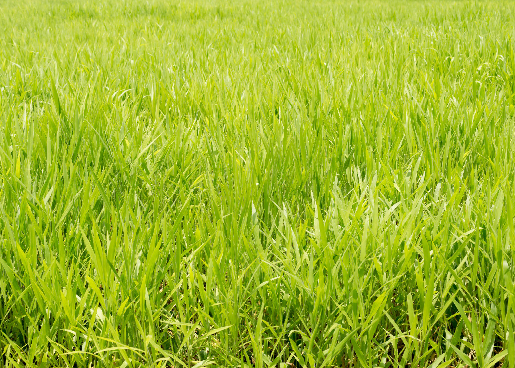 close up of ryegrass