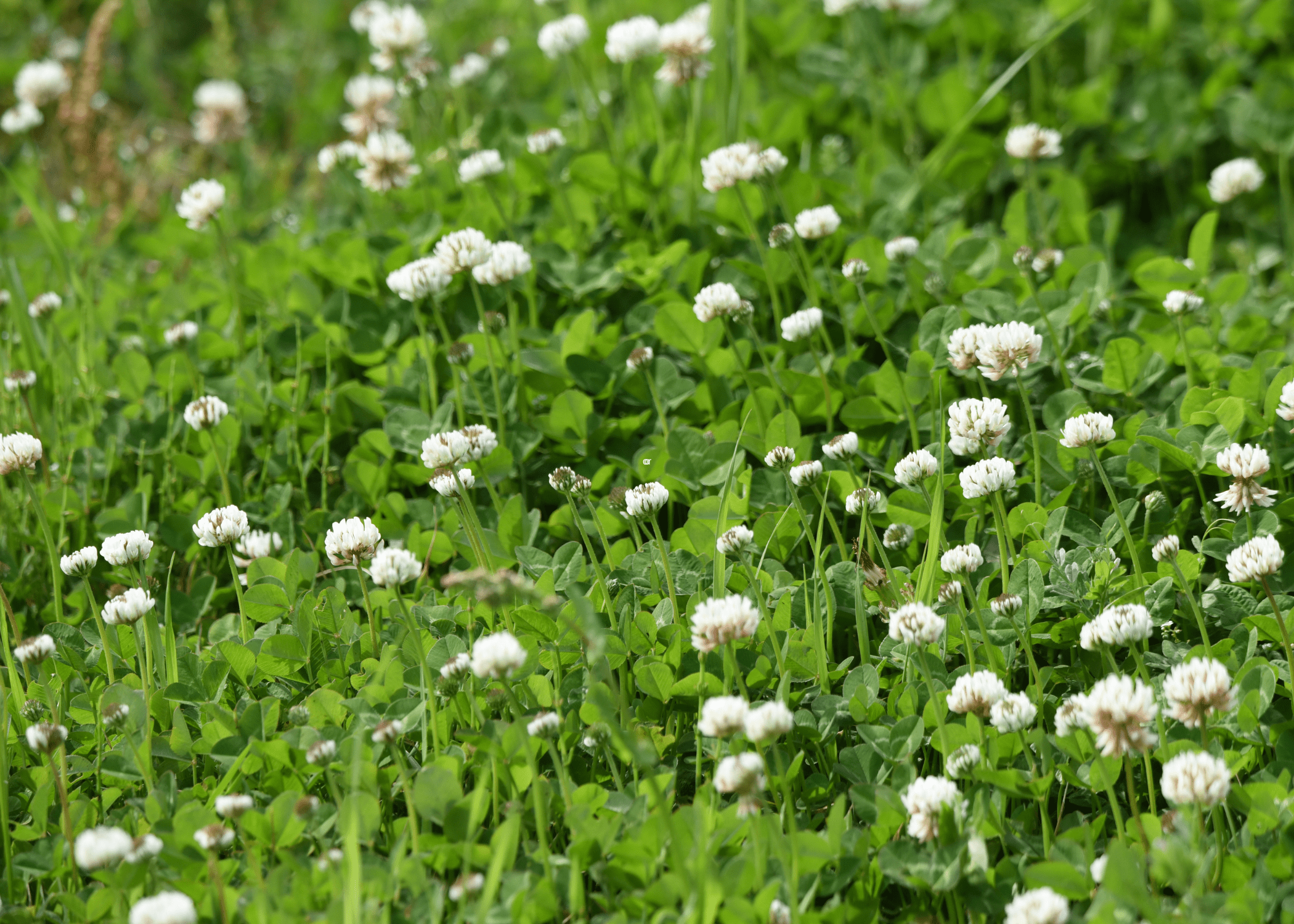 close up of White Clover (Trifolium repens)