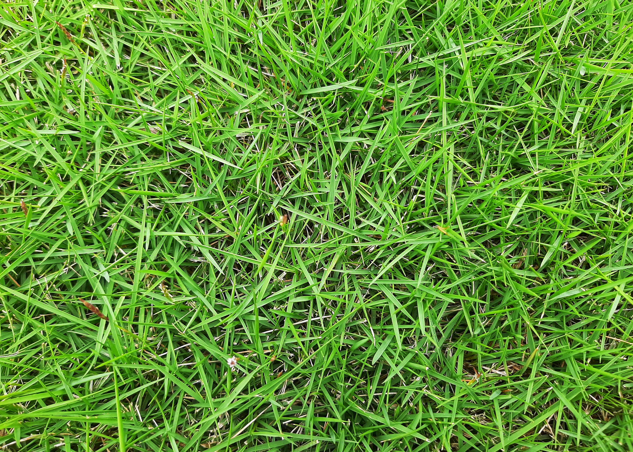 close up of zoysia grass