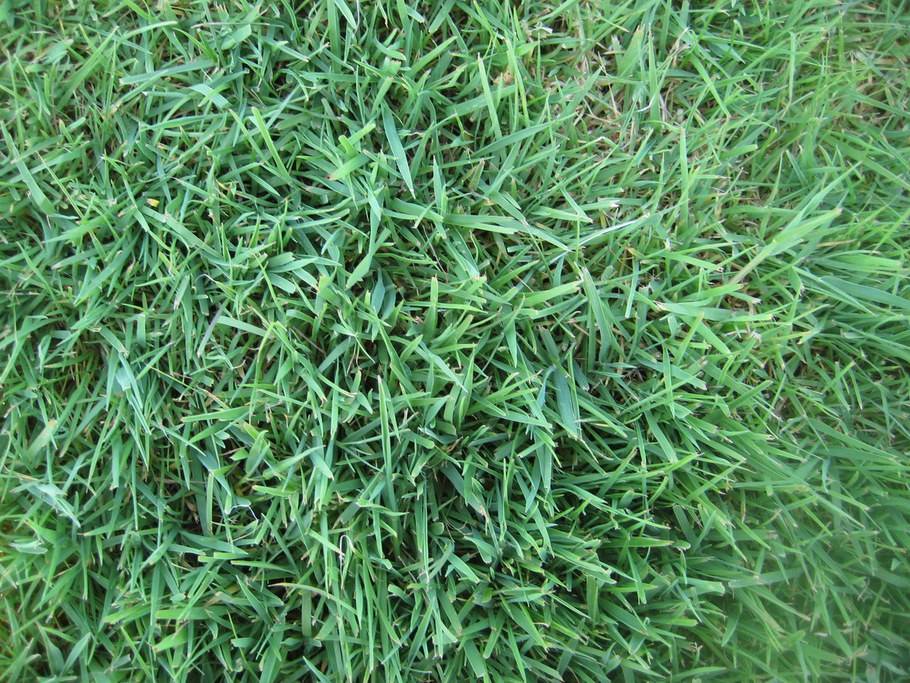 close up of bentgrass