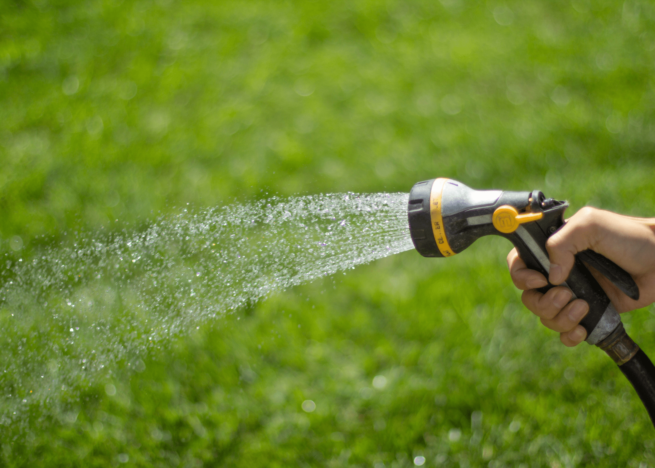 watering the lawn with a hose