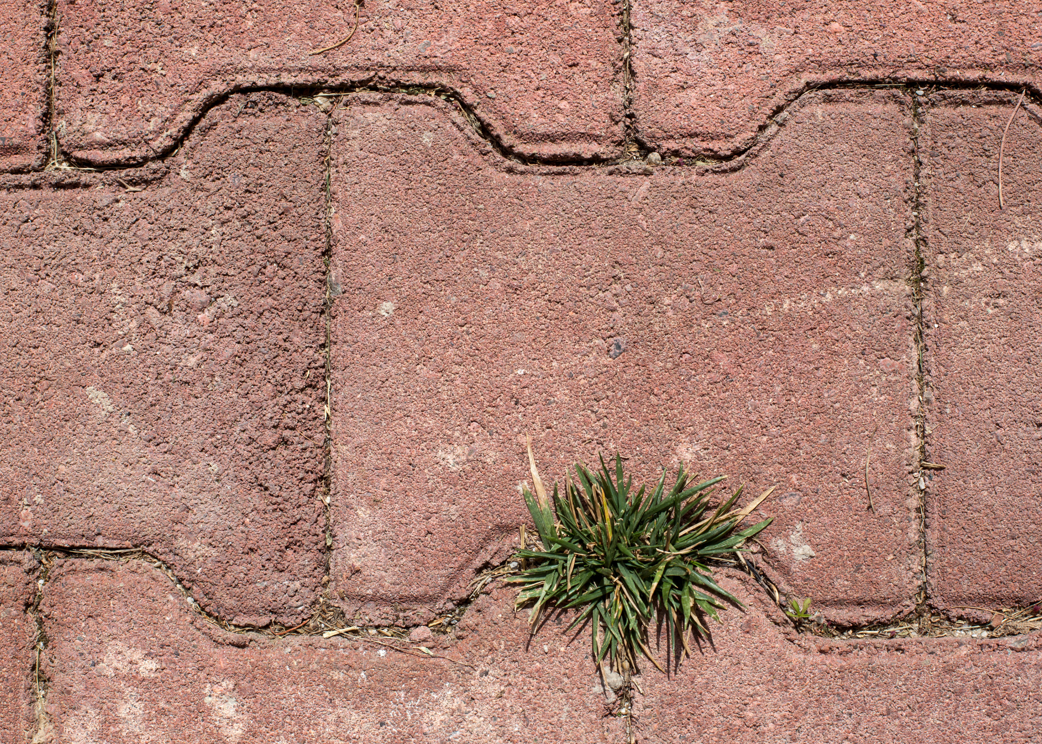 weed in red brick pavers