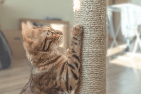 Cat leaning on a scratching post.