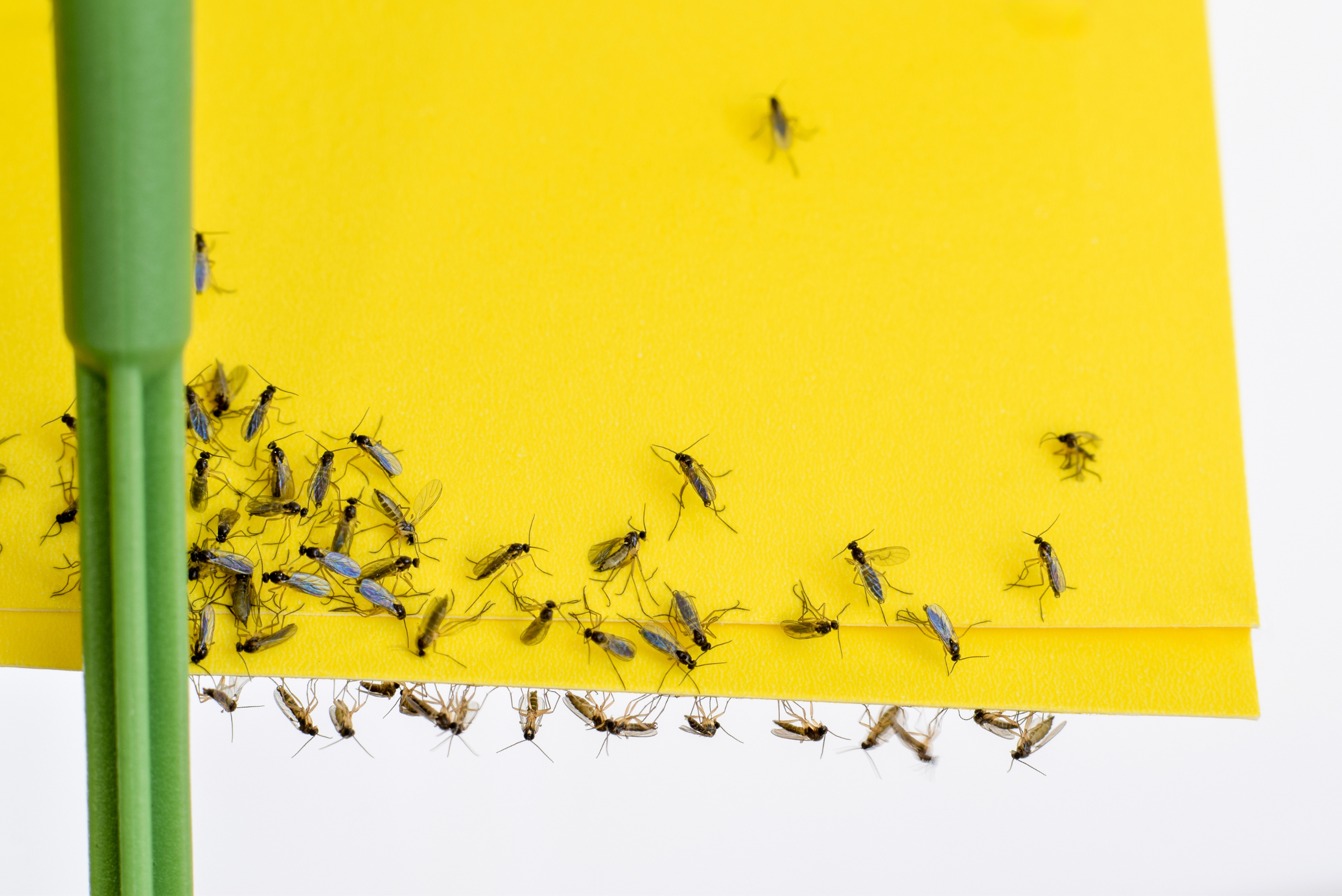 Yellow gnats trap.