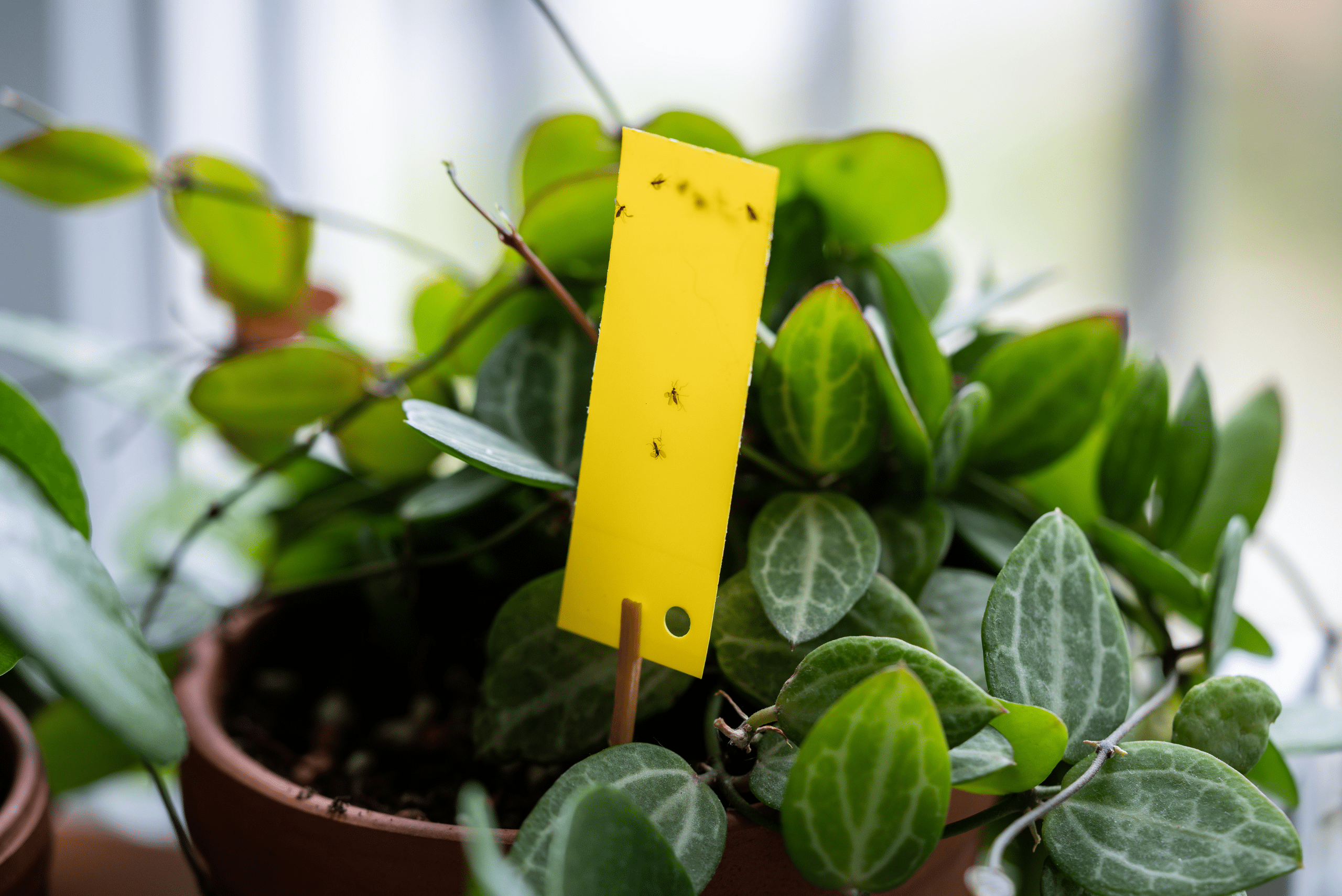 Yellow gnats trap in a planter.