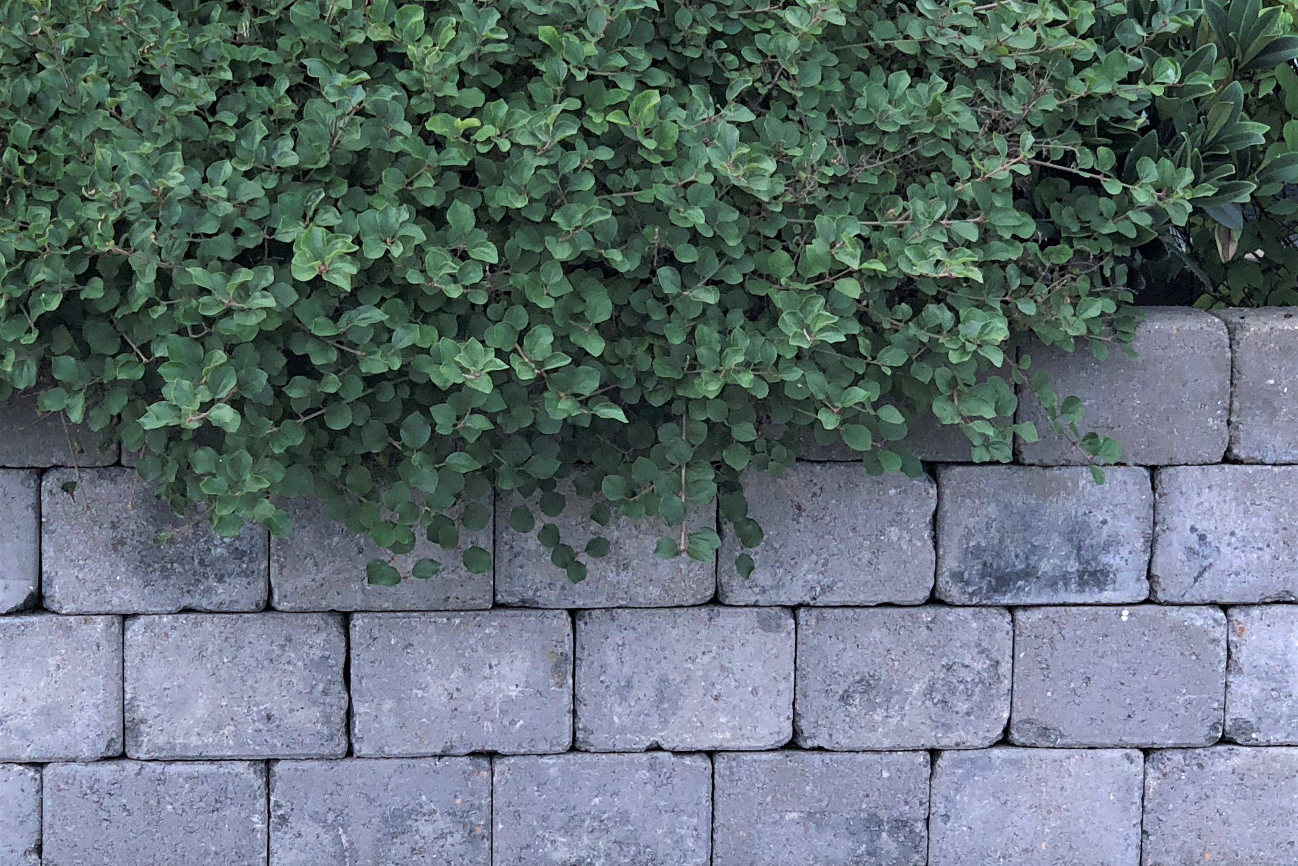 A cinder block retaining wall with tree branches over it.e