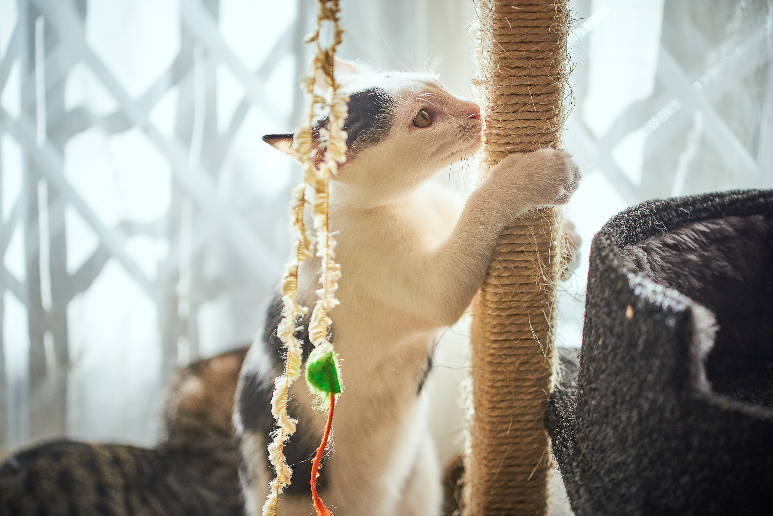 Cat using a scratching post.